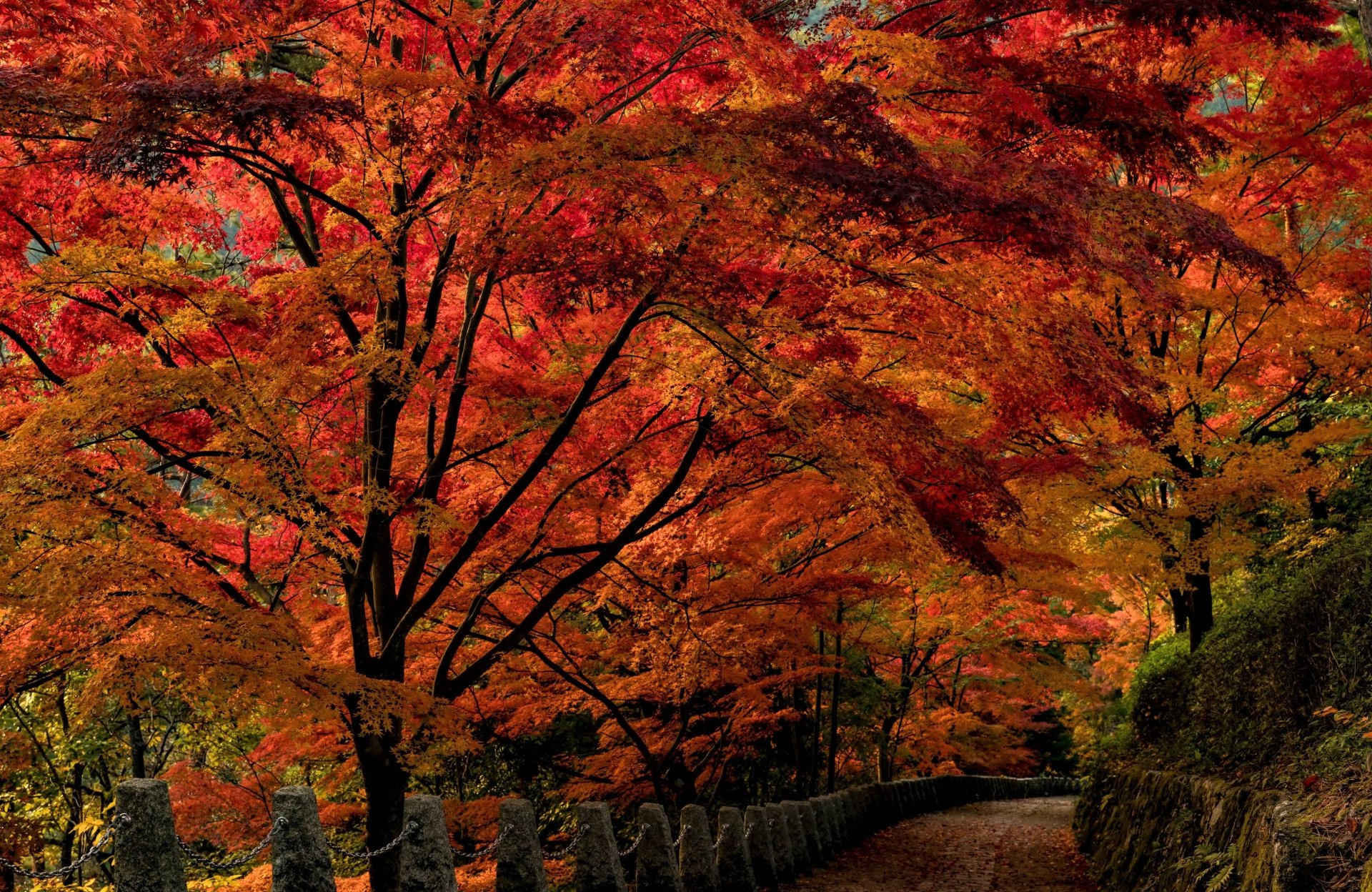 Autumn Pathway Through Vibrant Trees