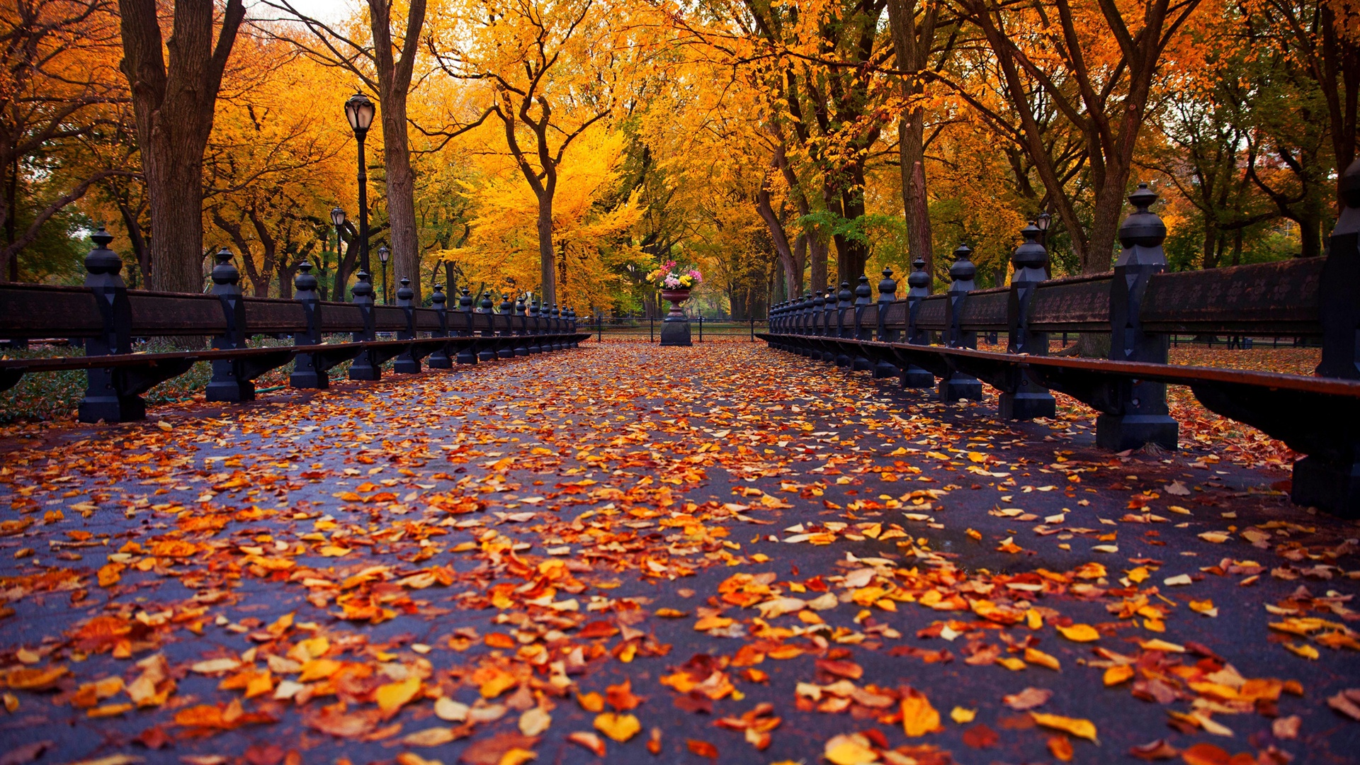 New York, Autumn Park, Walk Road, Bench, Yellow Leaves, Trees 750x1334 IPhone 8 7 6 6S Wallpaper, Background, Picture, Image
