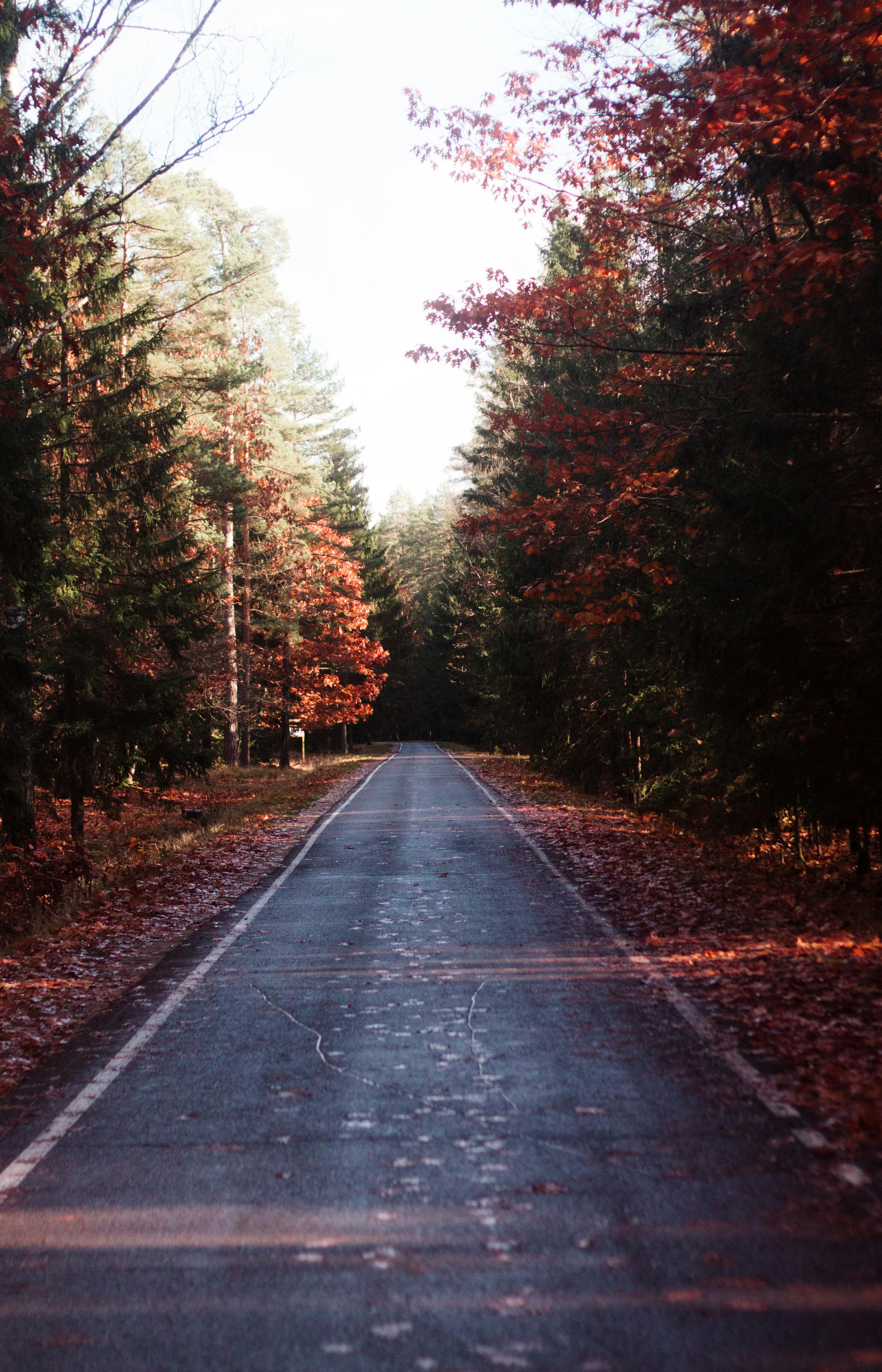 Asphalt Footpath in an Autumn Park · Free