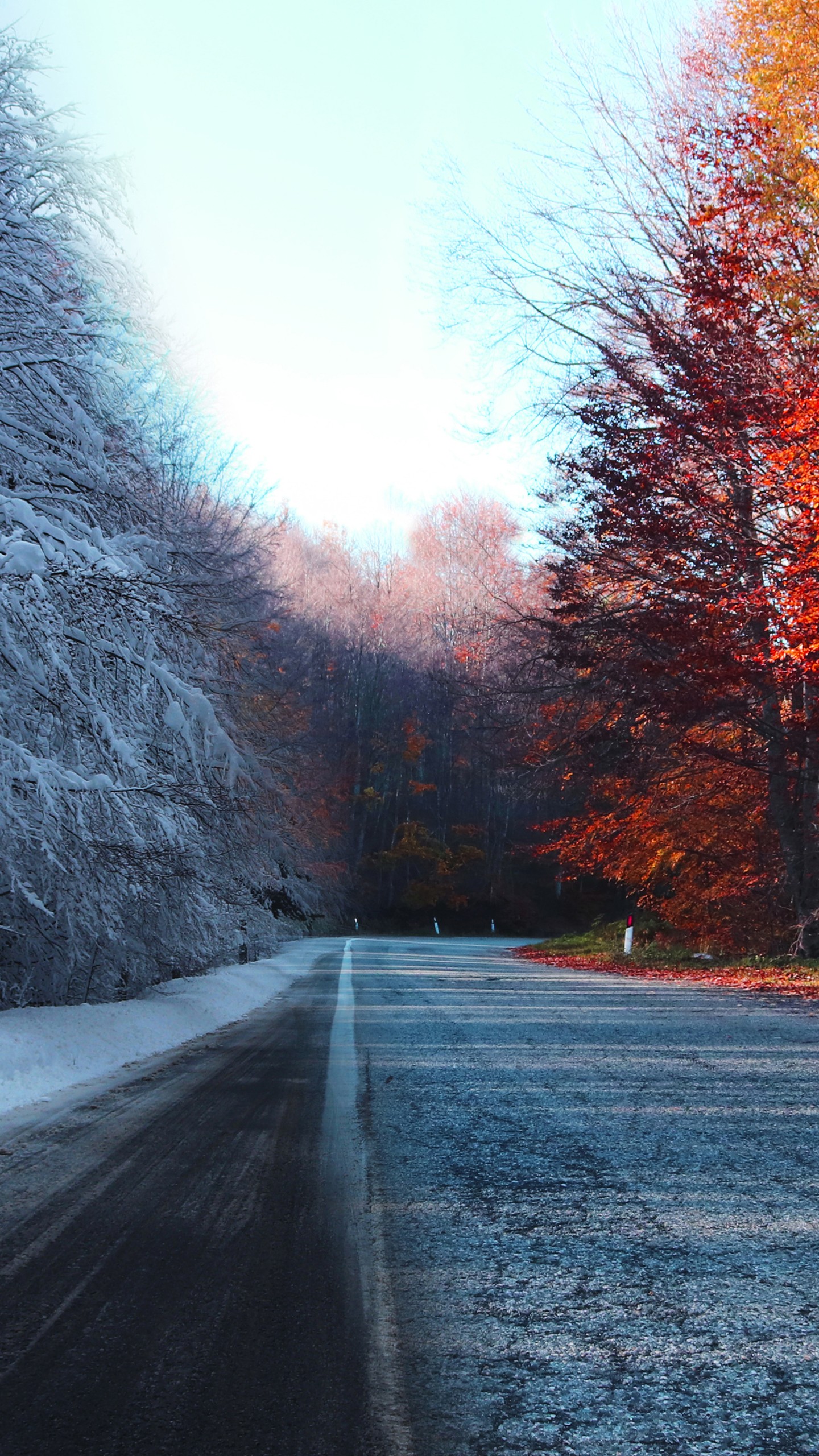 Road Between Autumn And Snow Covered Trees During Daytime 4K HD Nature Wallpaper