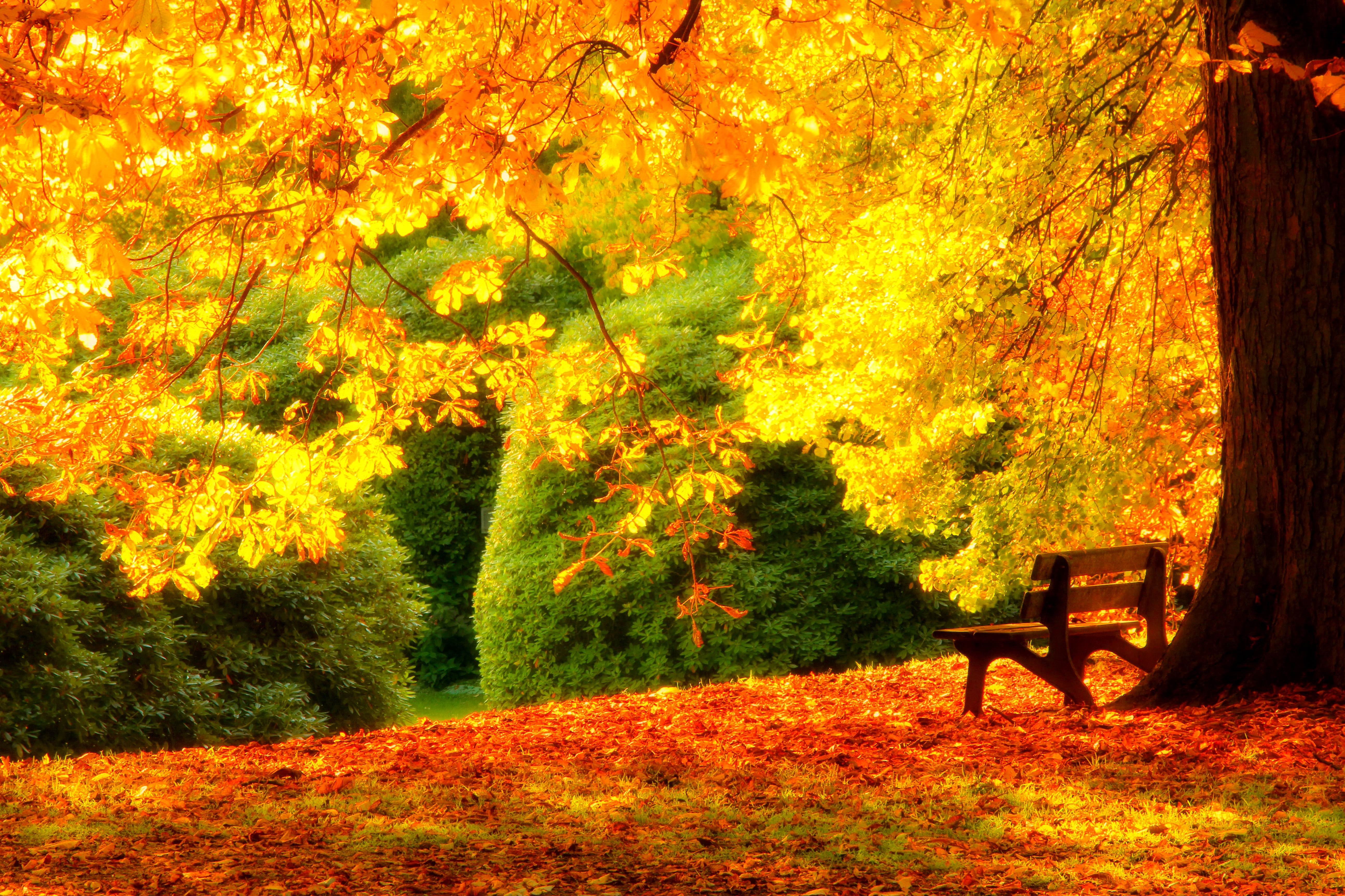 Wallpaper autumn, grass, leaves, trees, bench, nature, Park, HDR for mobile and desktop, section природа, resolution 5184x3456