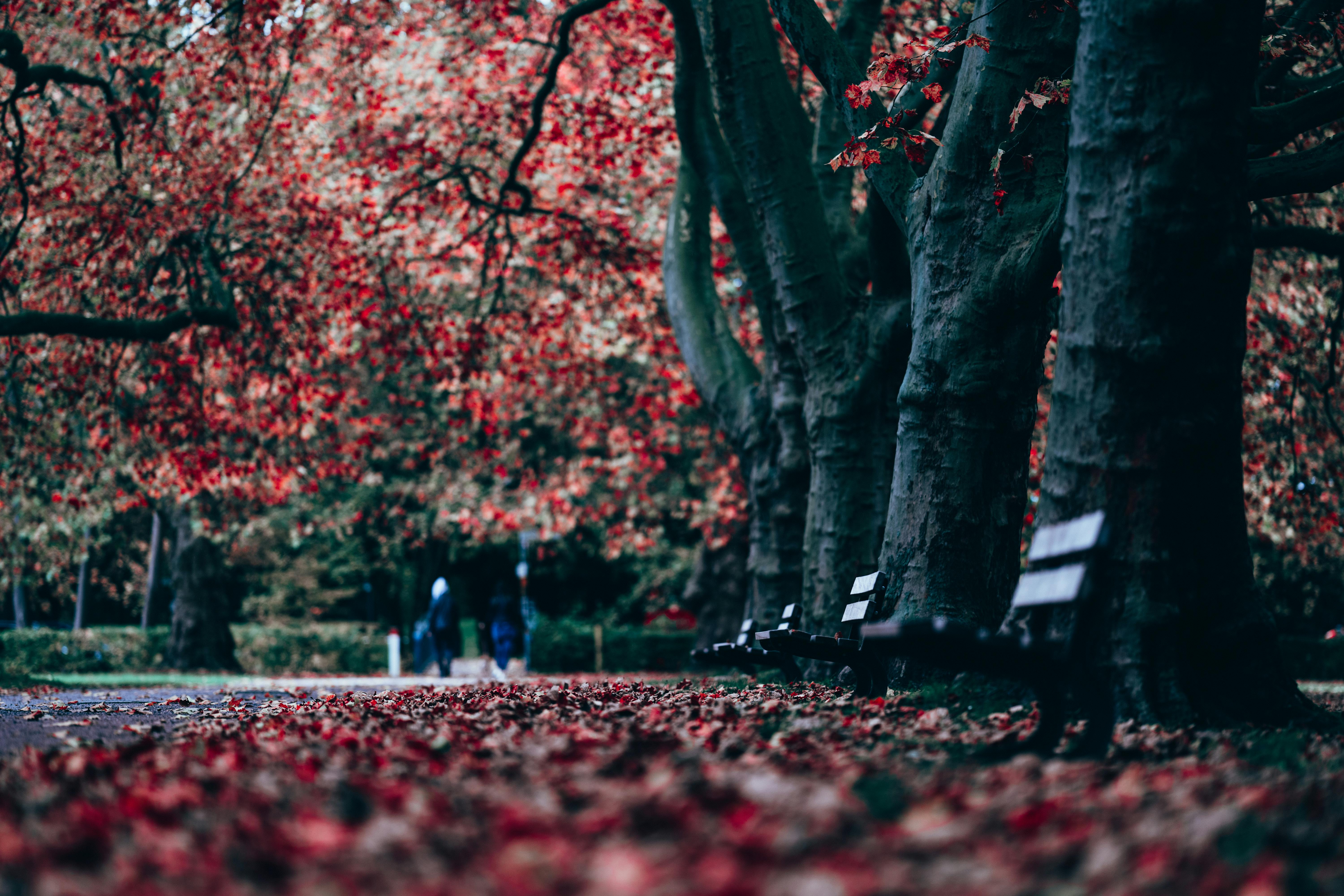 Unrecognizable people walking in autumn park · Free
