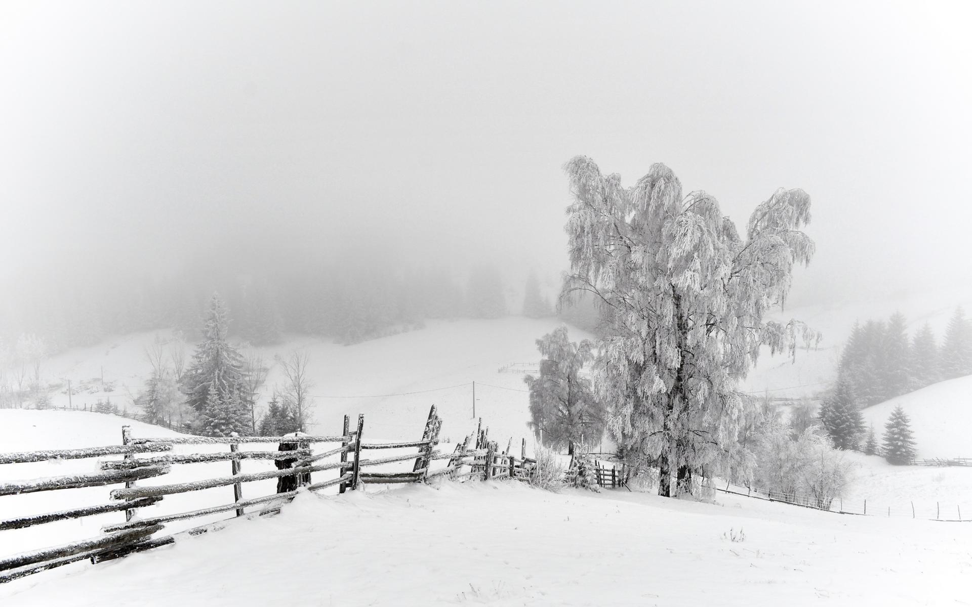 nature, Landscapes, Fence, Fields, Trees, Winter, Snow, Seasons, White, Bright, Cold, Snowing, Fog, Mist, Haze, Scenic Wallpaper HD / Desktop and Mobile Background