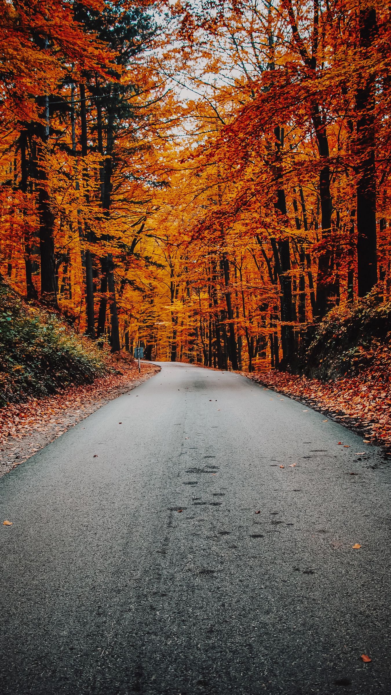 Download wallpaper 1350x2400 autumn, road, foliage, turn, asphalt iphone 8+/7+/6s+/for parallax HD background