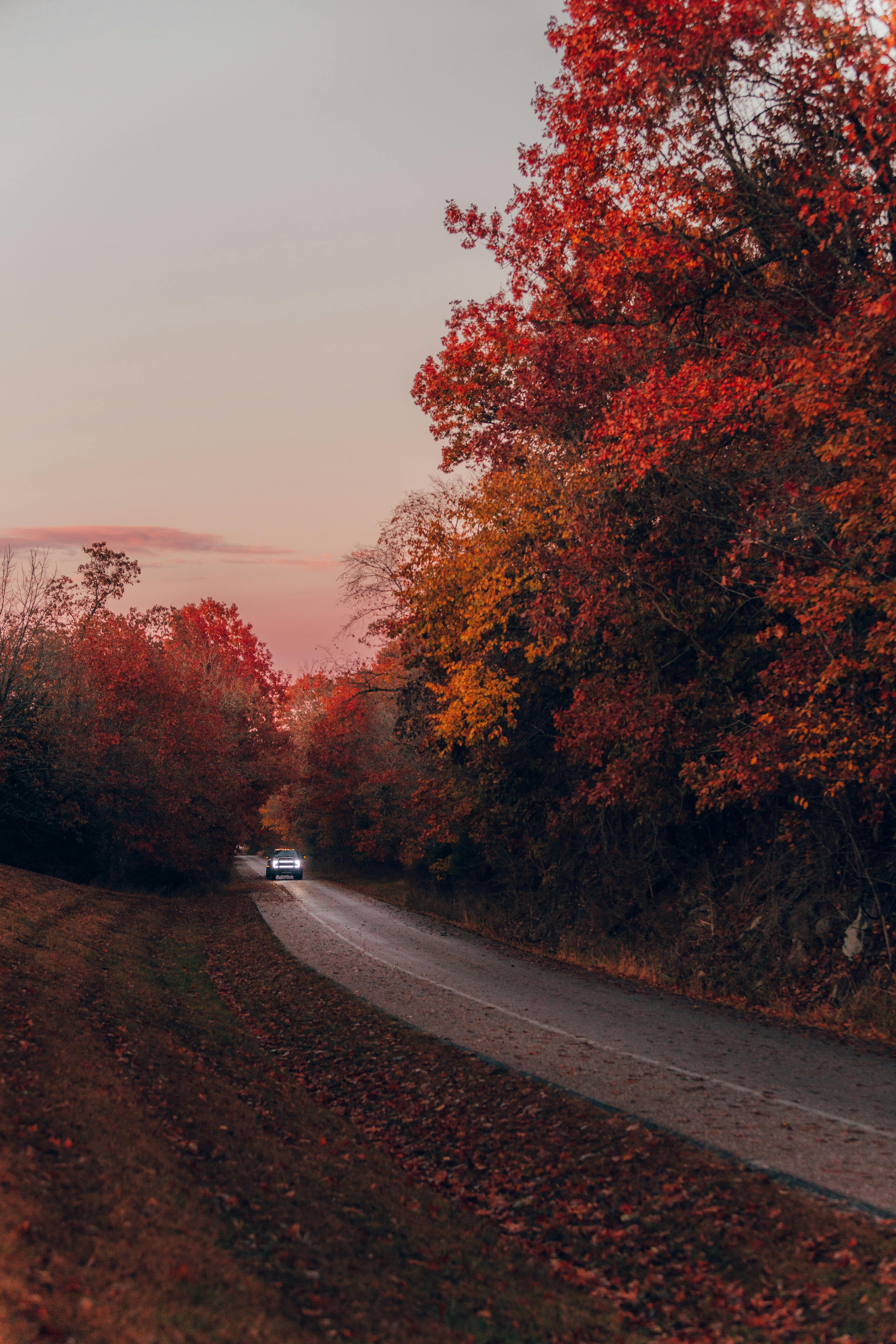 Road Surrounded by Autumn Trees · Free