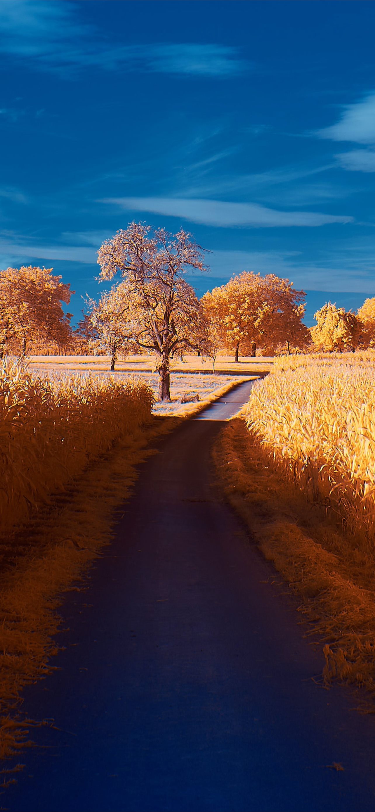 road autumn 4k iPhone Wallpaper Free Download