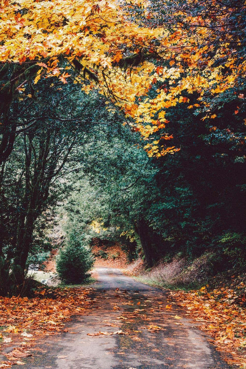 Download Enjoy the beauty of fall with a peaceful walk in the park