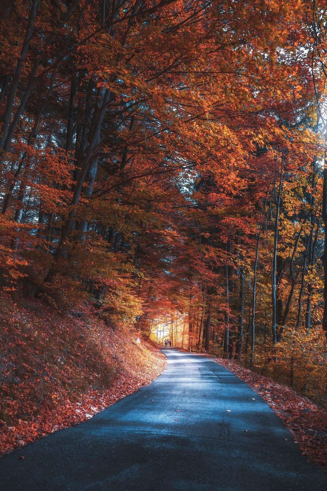 Wallpaper Mural Path Through Fiery Forest
