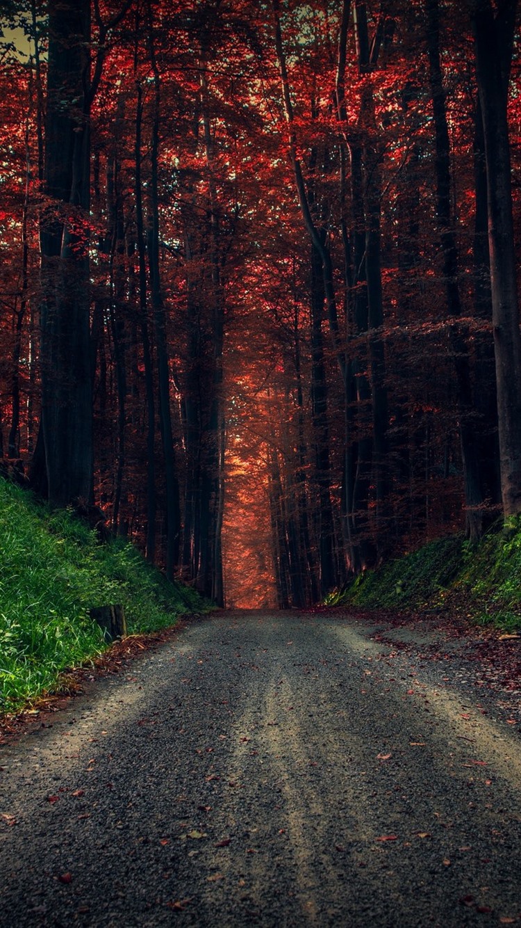 Forest, Trees, Road, Green Grass, Autumn 750x1334 IPhone 8 7 6 6S Wallpaper, Background, Picture, Image