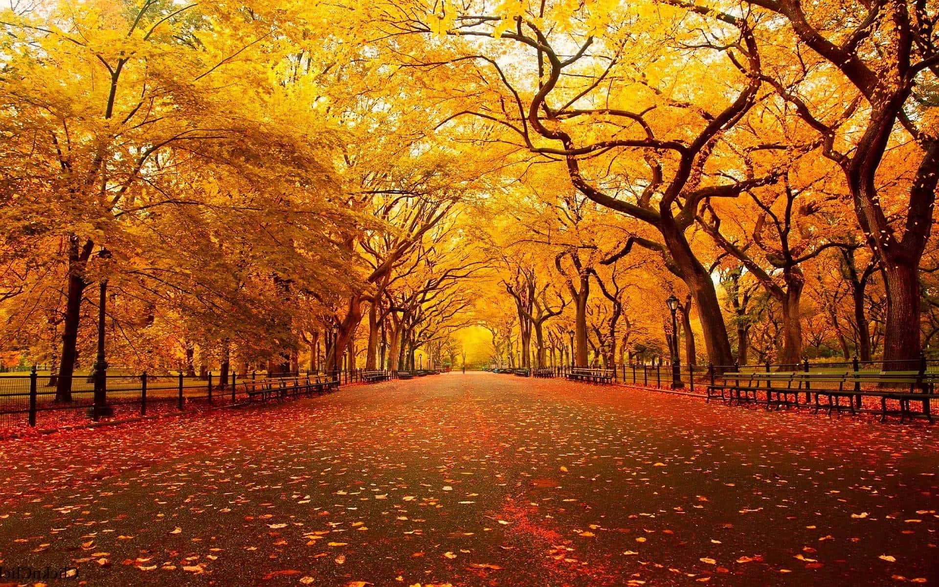 Download Enjoy the beauty of the season with a cool fall walk. Wallpaper