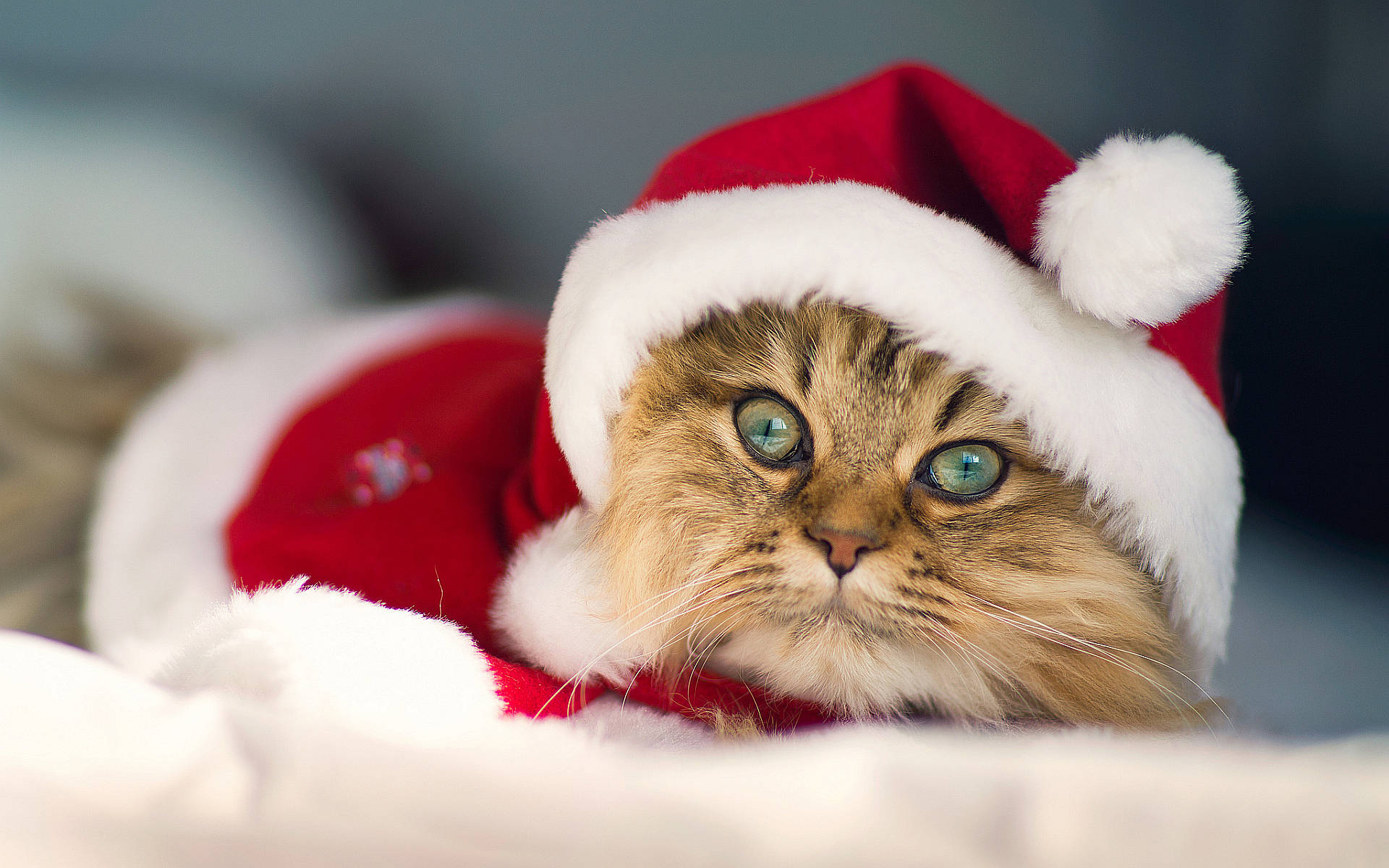 Download Merry Christmas Santa Cat Wallpaper