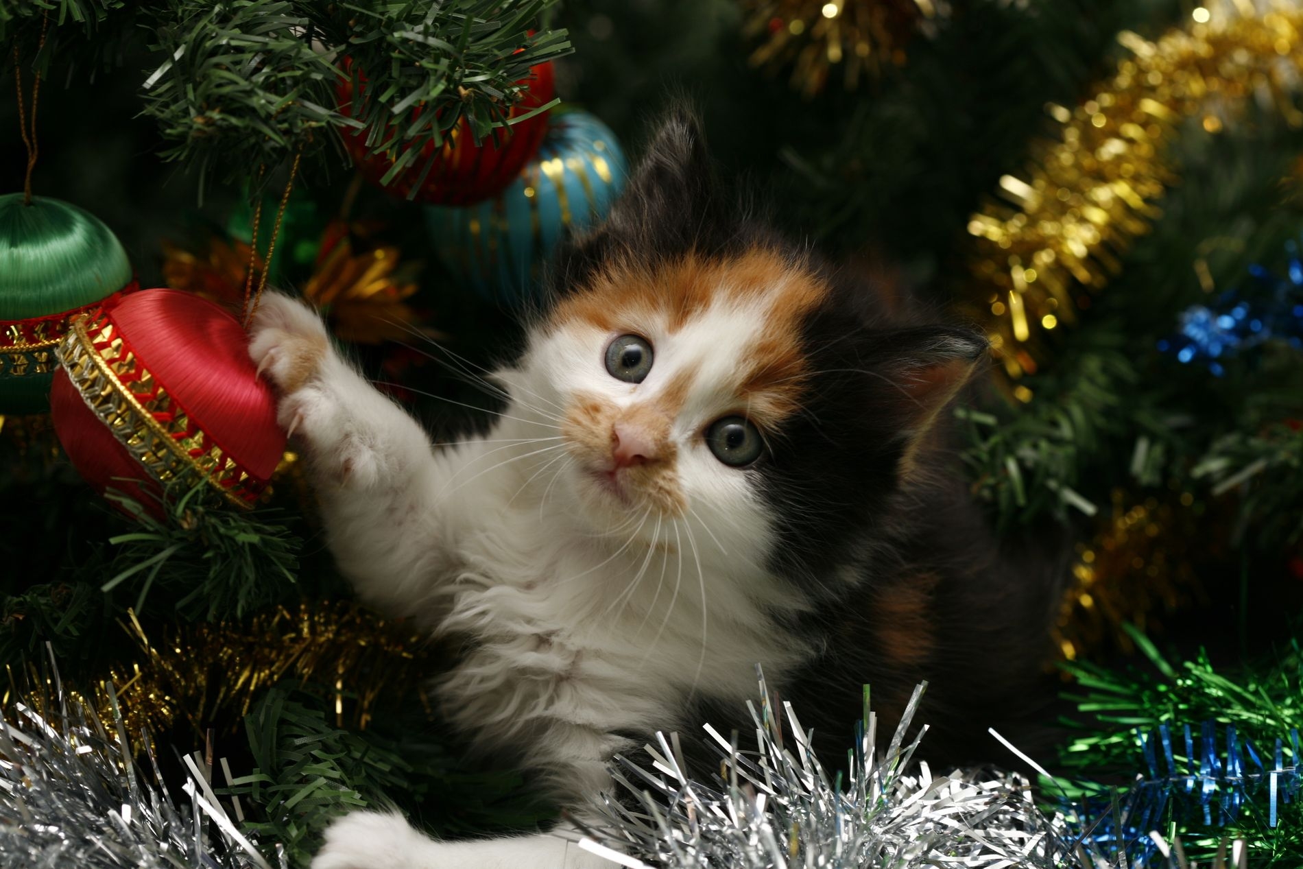 Phone wallpaper: Christmas, Cute, Holiday, Cat, Christmas Ornaments, Kitten 245542
