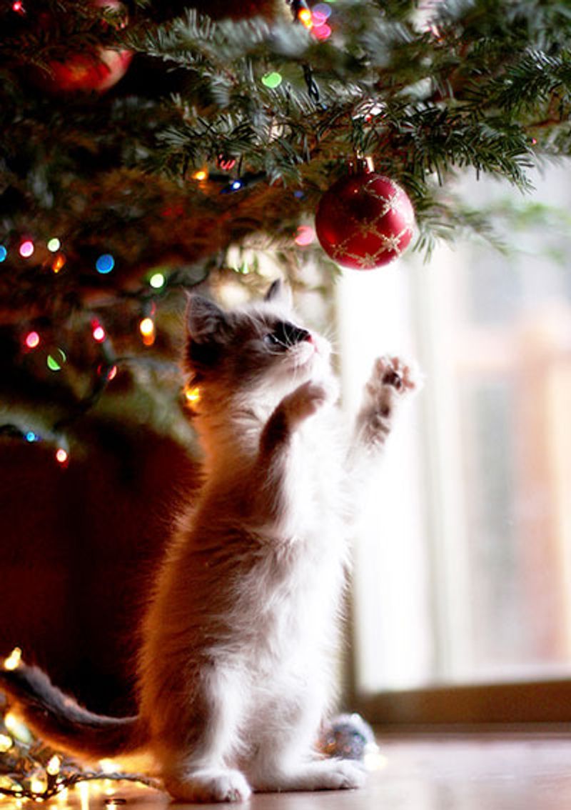 Kitties and Christmas Trees! Merry Christmas!