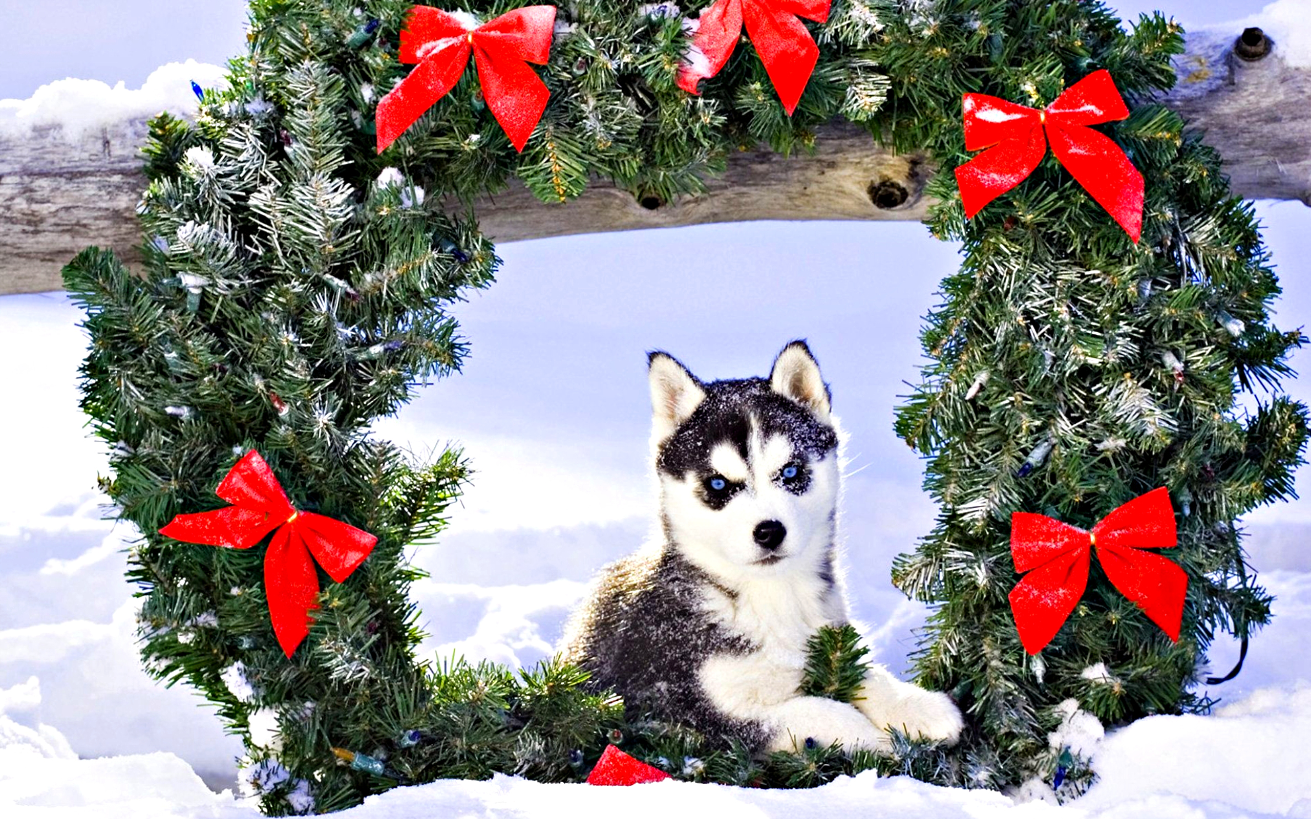 Desktop wallpaper: Christmas, Holiday, Baby Animal, Husky, Puppy 4K free download for PC. 211901
