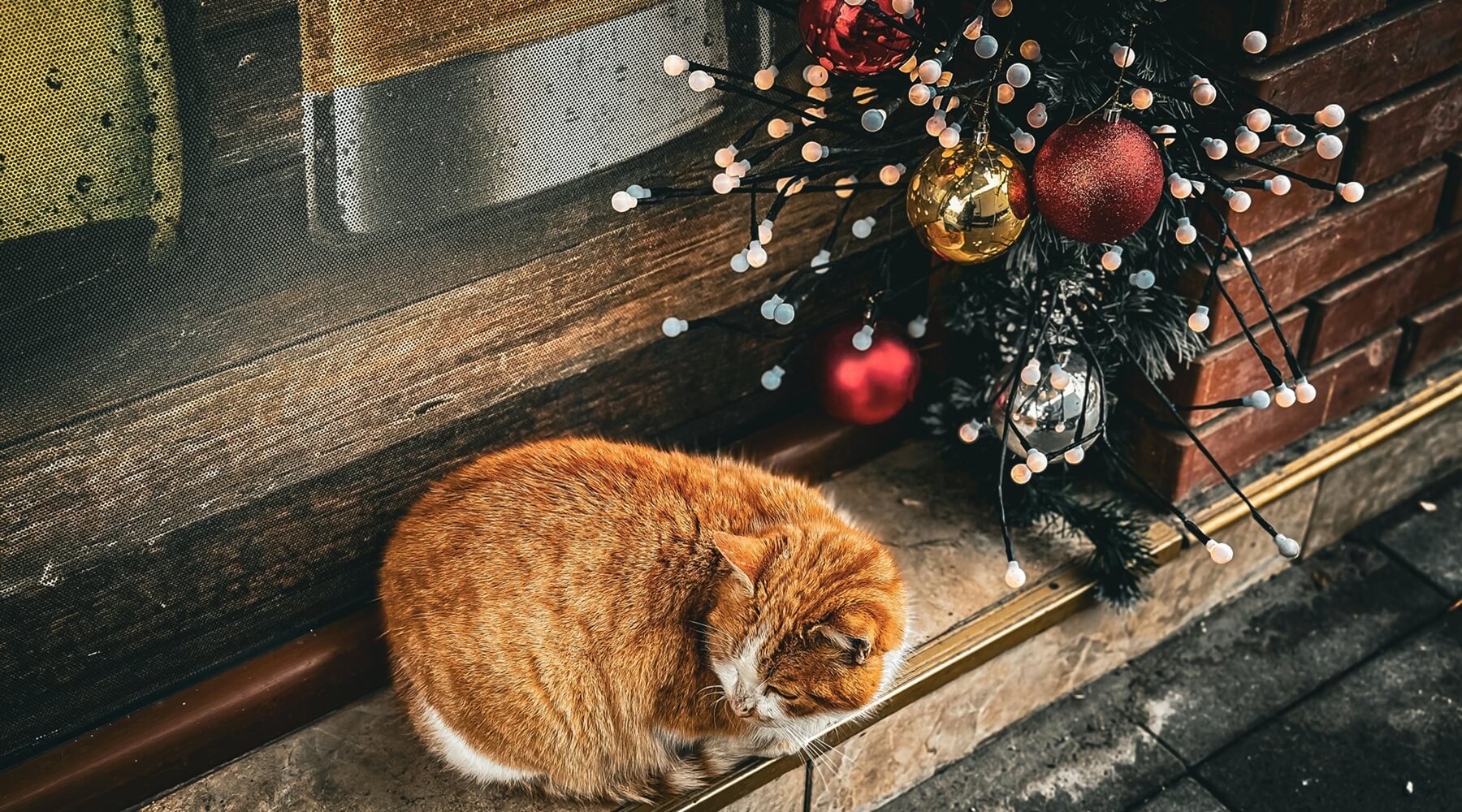 The Dangers of Christmas for Cats
