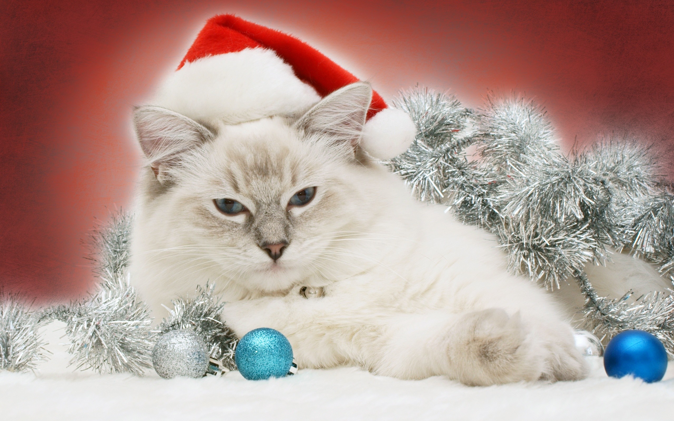 Christmas Cat Wallpaper