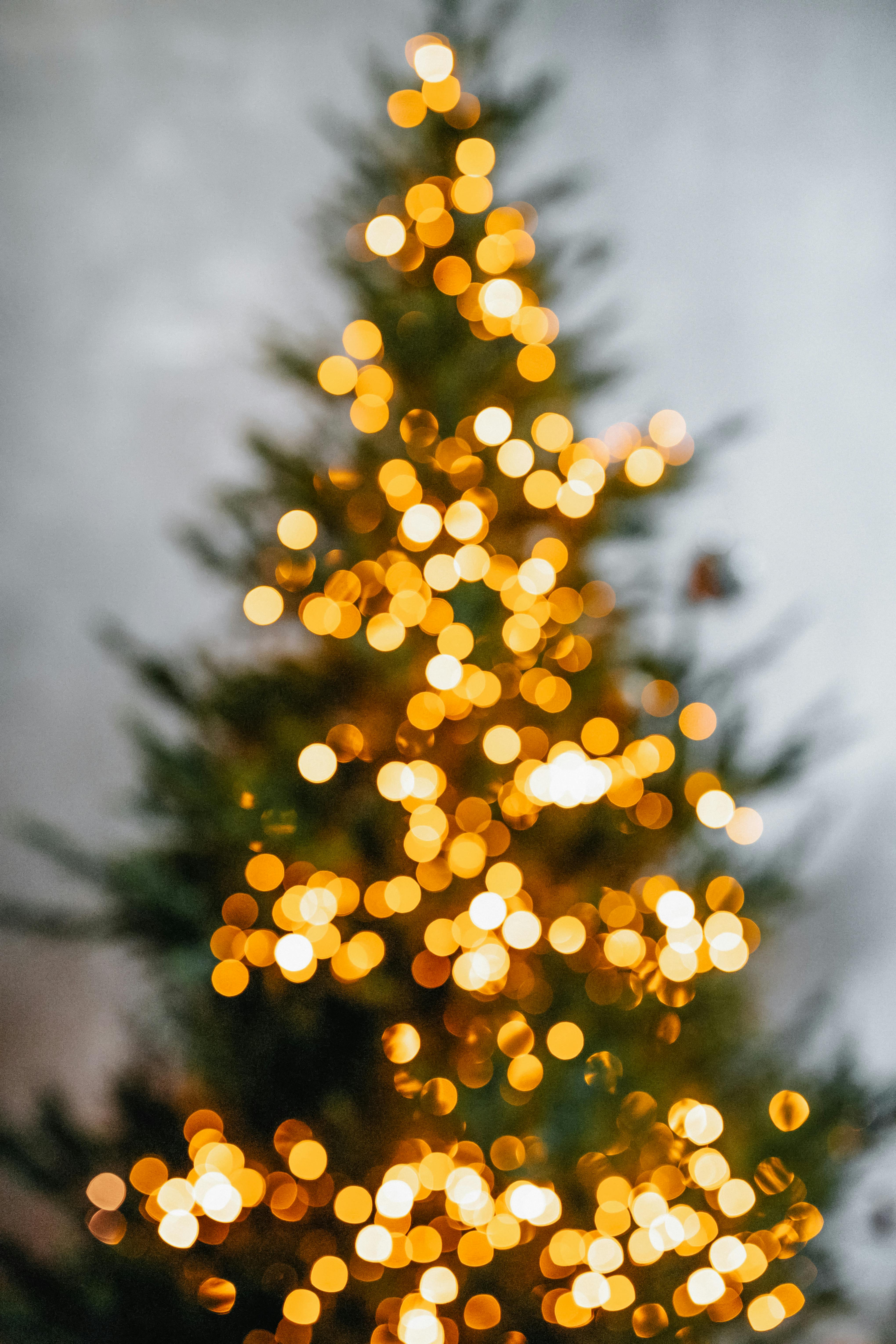 500,Best Christmas Tree Photo · 100% Free Downloads