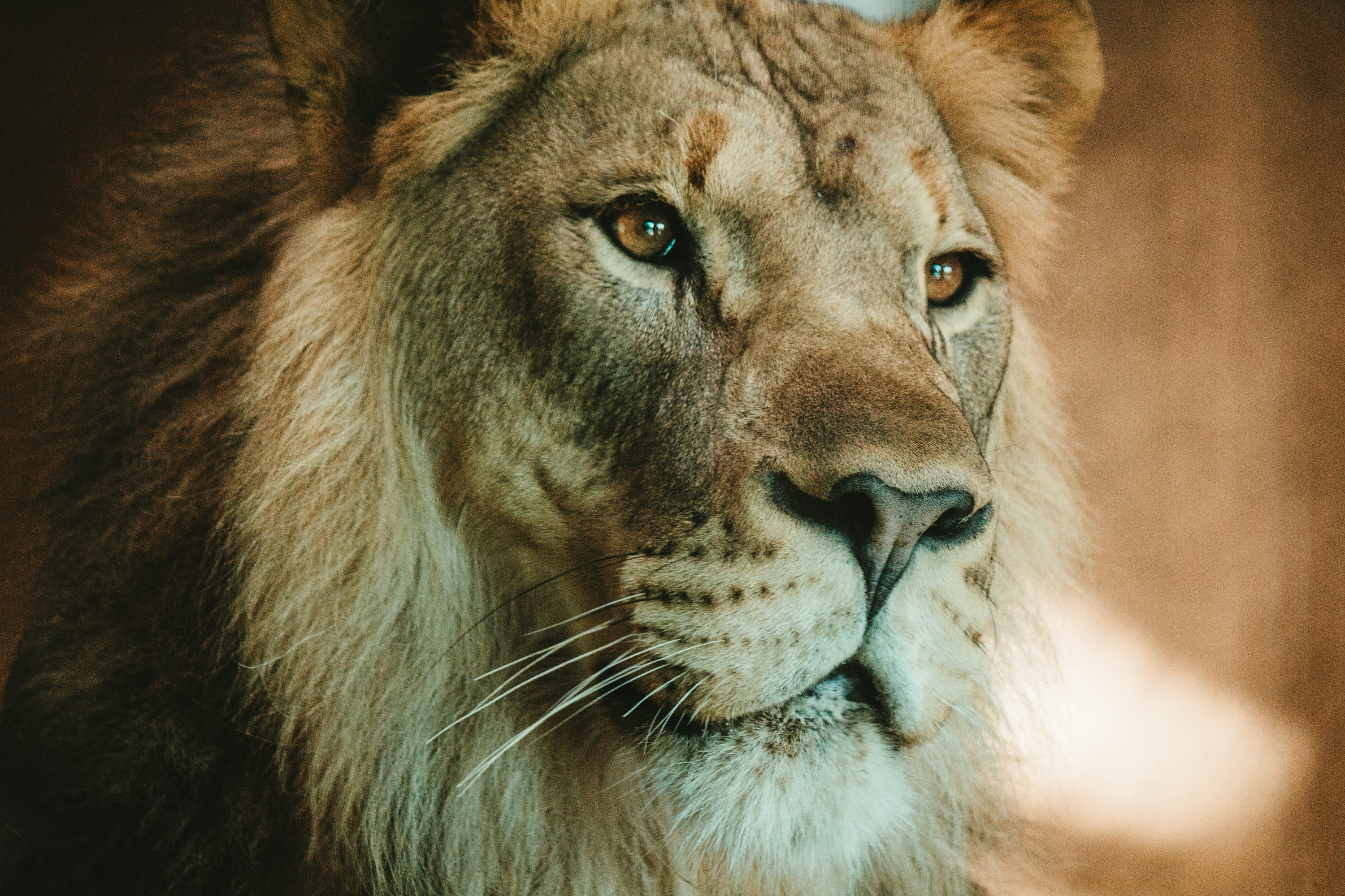 Brown lion in close up photography photo