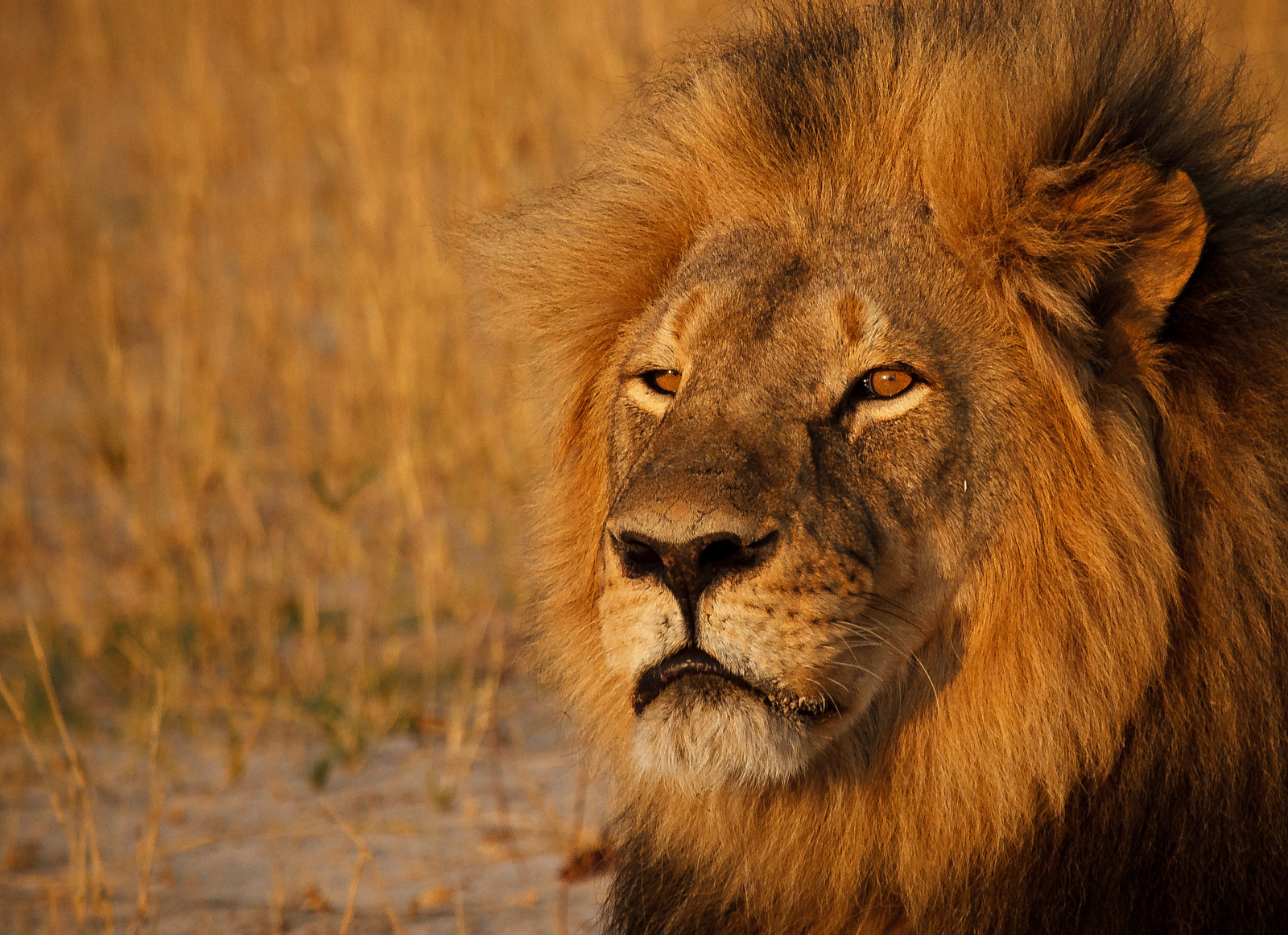 RIP Cecil: 10 Photo of One of the Most Beautiful Lions who Ever Lived