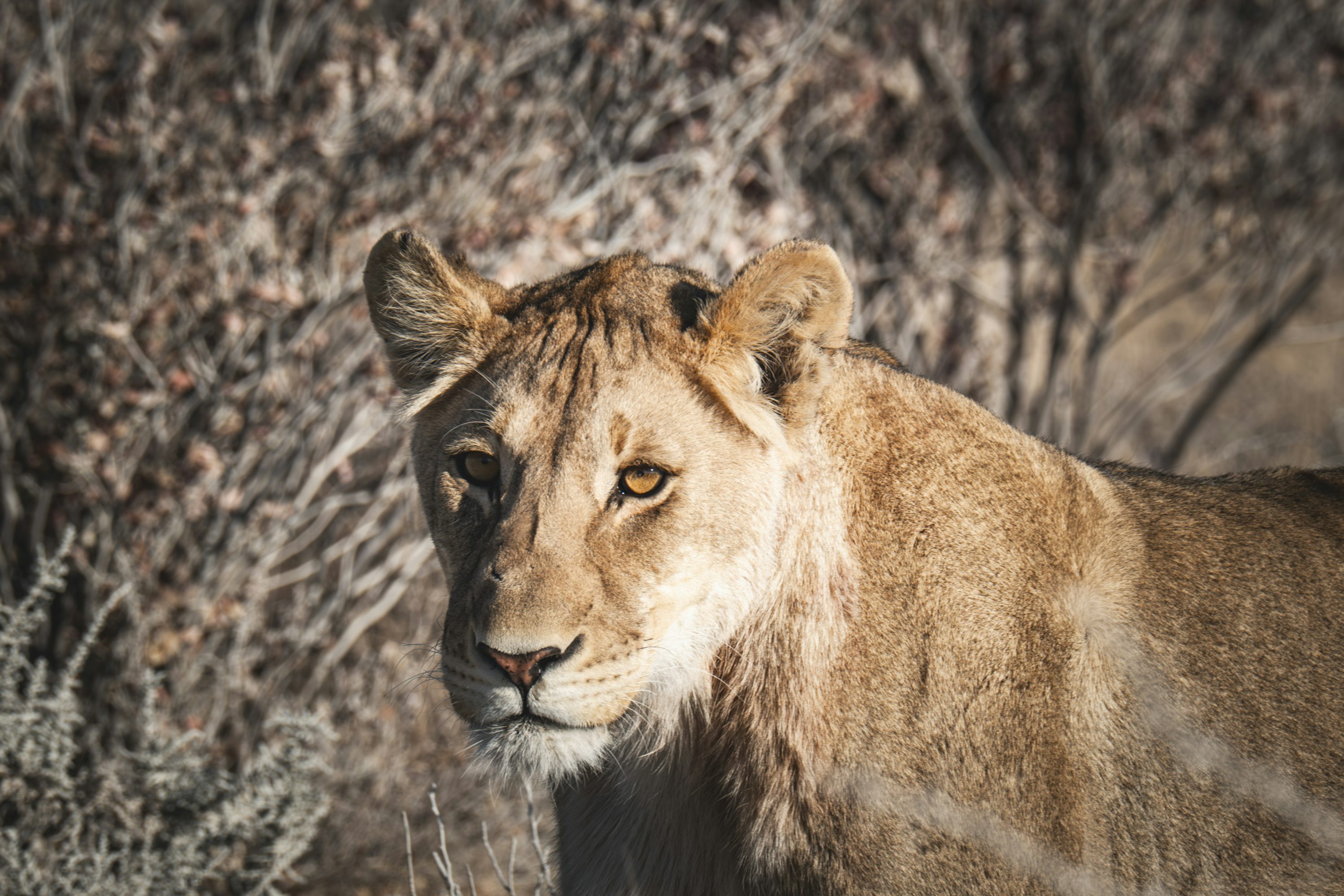 A close up of a lion near a bush photo