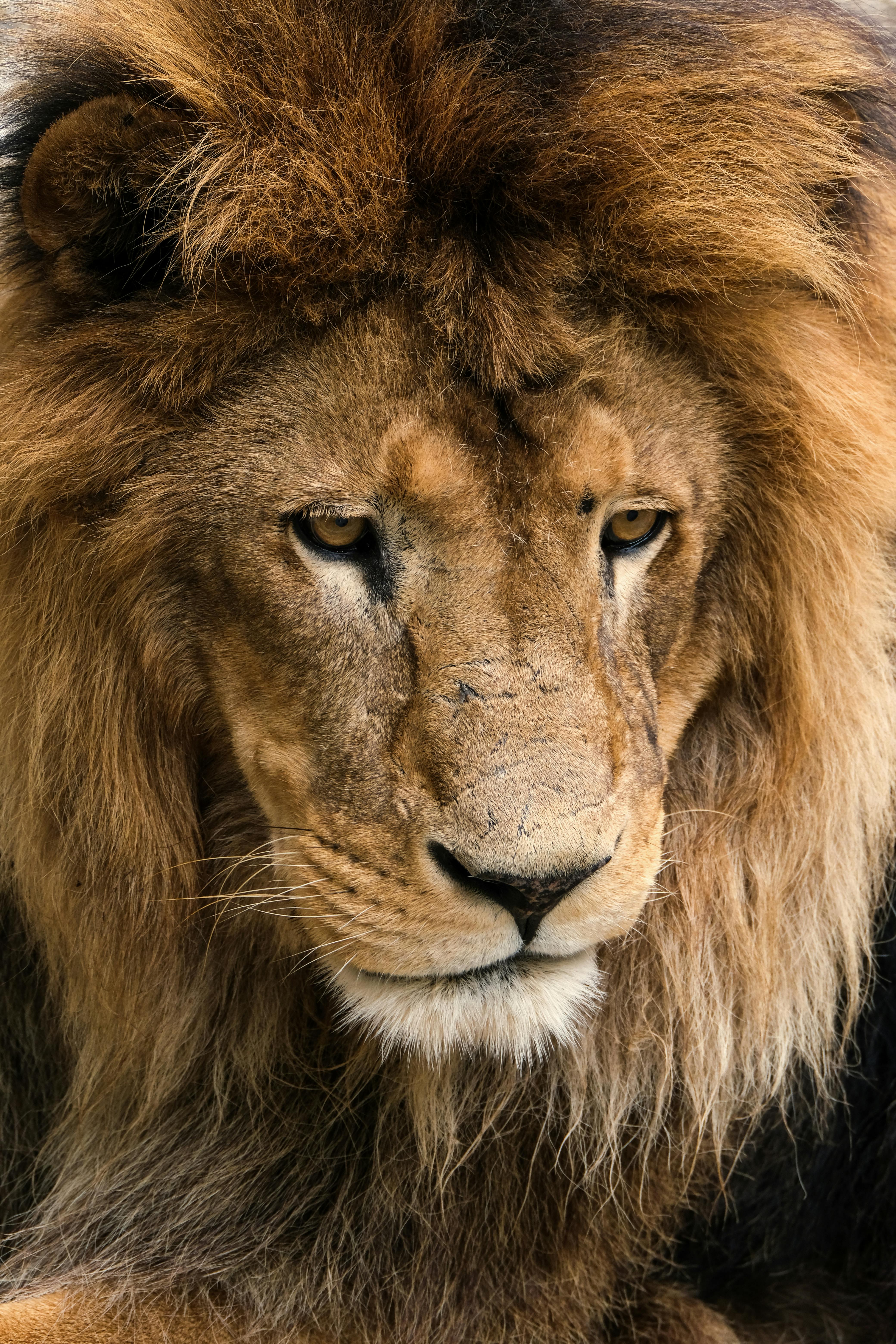 Close Up Shot Of A Lion · Free