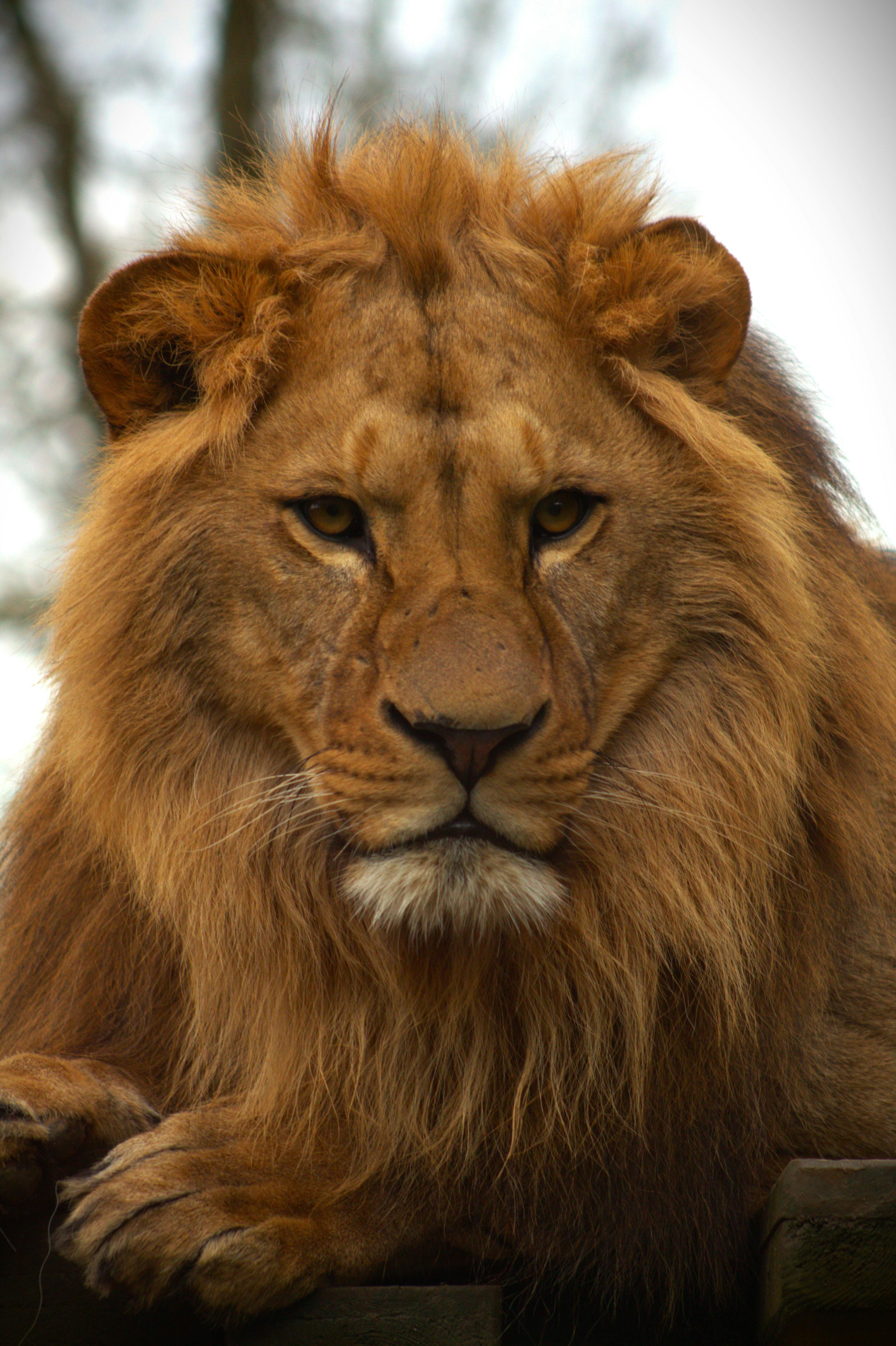 Majestic African Lion Close Up In Natural Habitat · Free