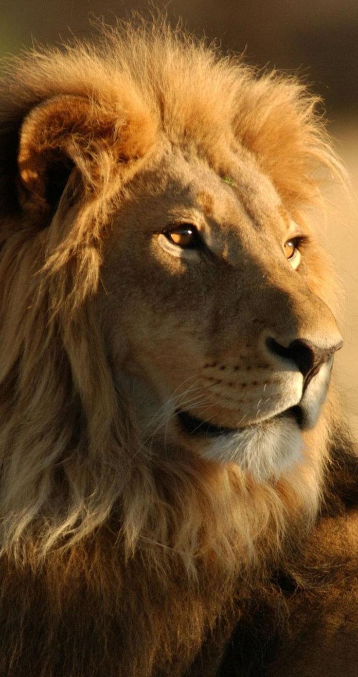 Wallpaper #wallpaper #photo #phone #picture #beautiful #nice #wonderful #image #view #nature