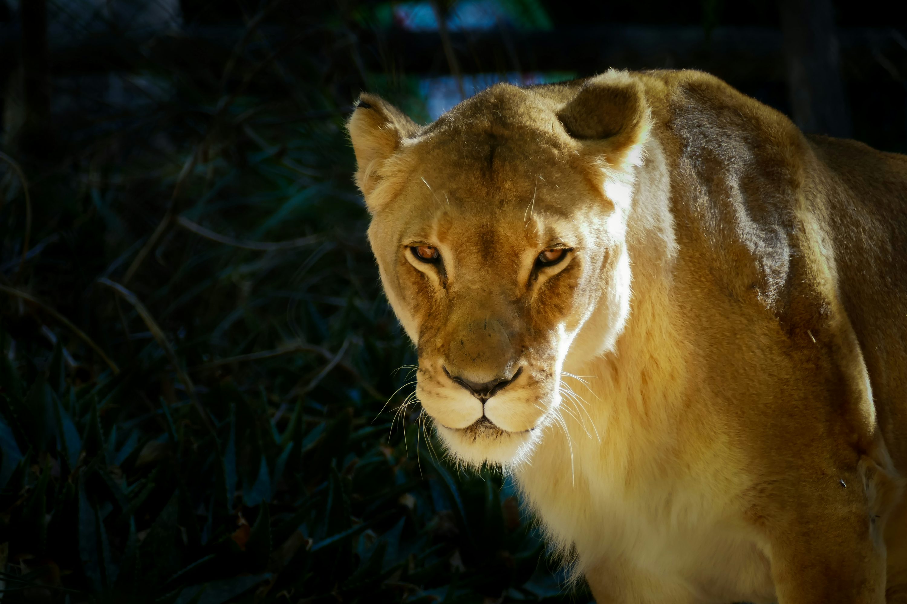 A close up of a lion on a dark background photo