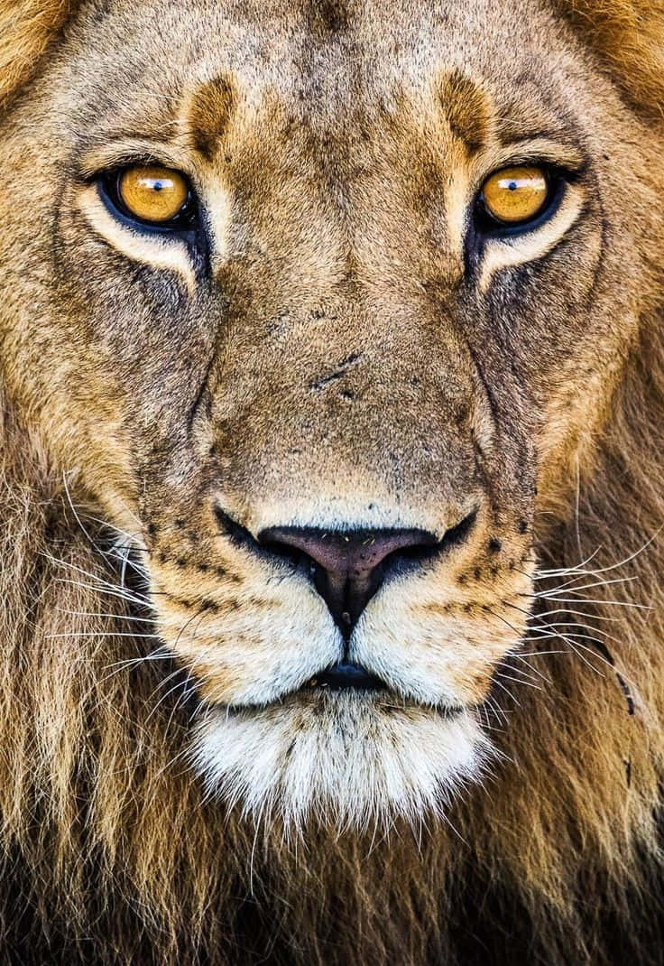 Download Beautiful Lion Animal Close Up Picture