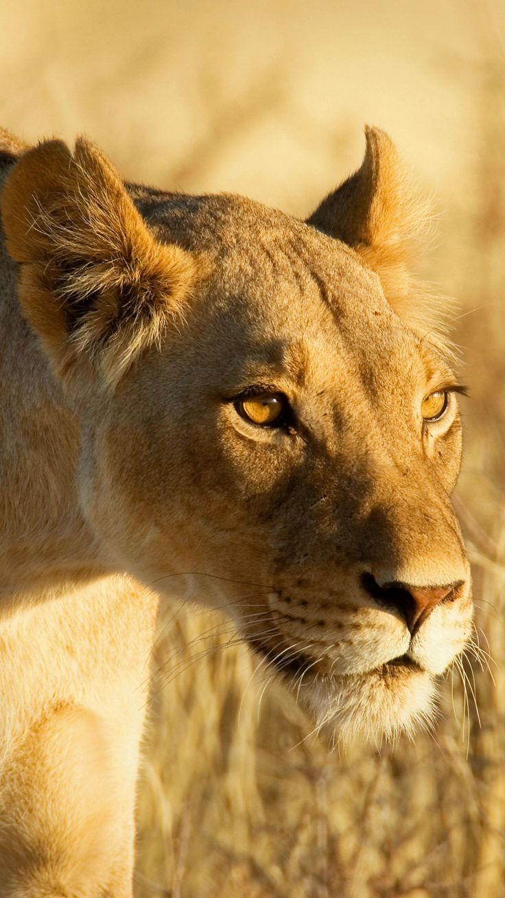 See my collection of best iPhone and android lion wallpaper and background image in ultra high definition instant access FREE! #lion #smartphonebackground #cellphone #wallpaper #background #mobile #iphone #lockscreen #iPhoneWallpaper