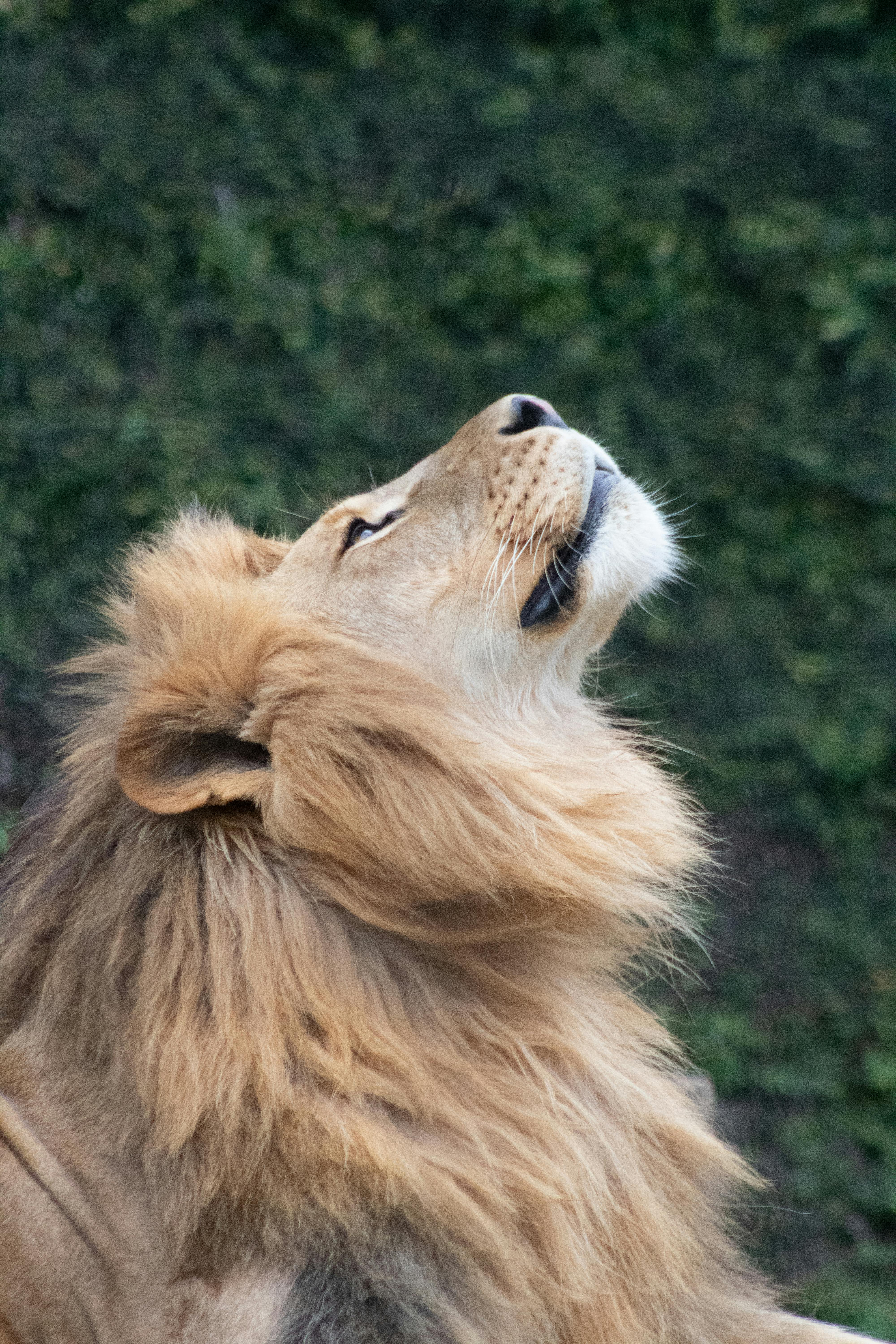 Lion Looking Up · Free