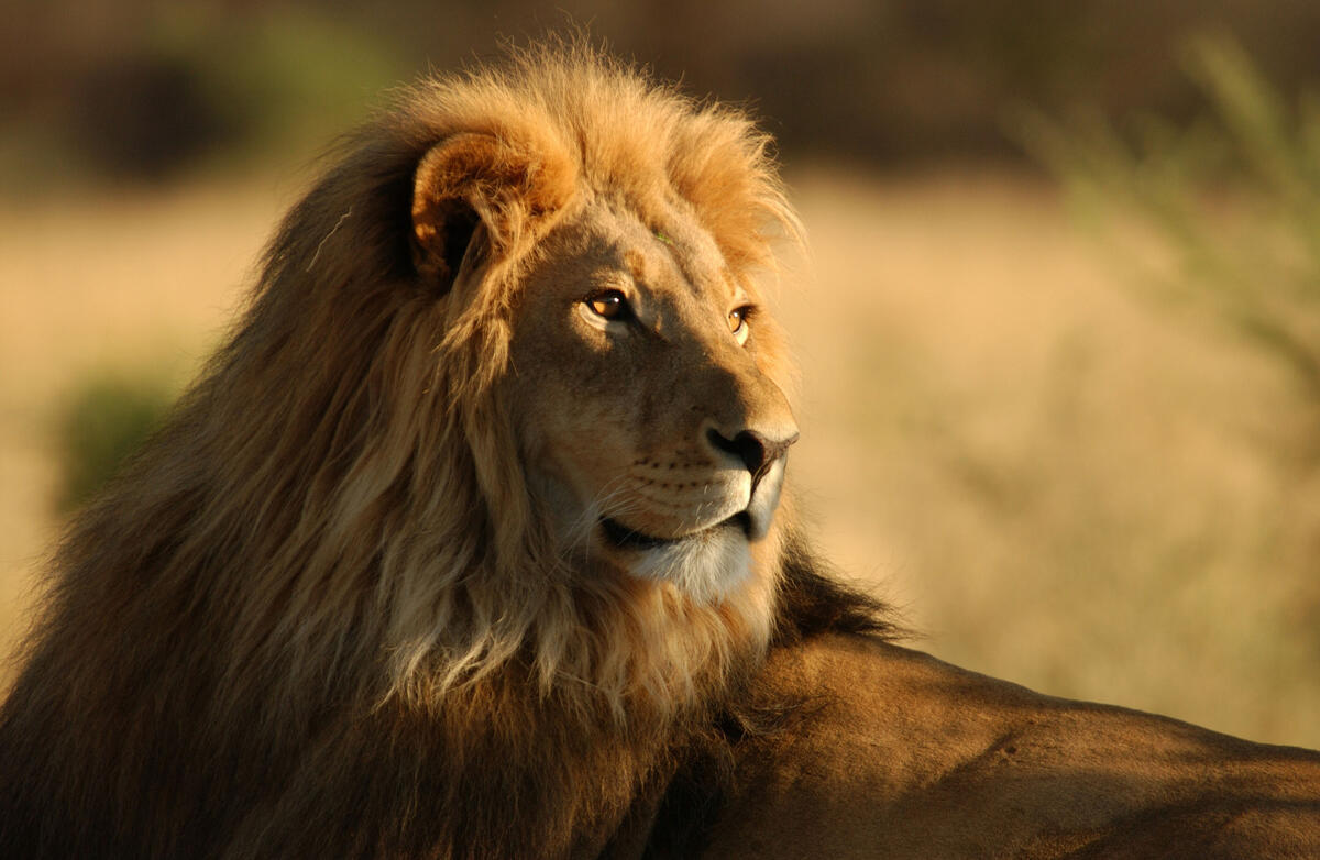 Close Up Of A Lion · Free Photo From Renegade And Wallpaper