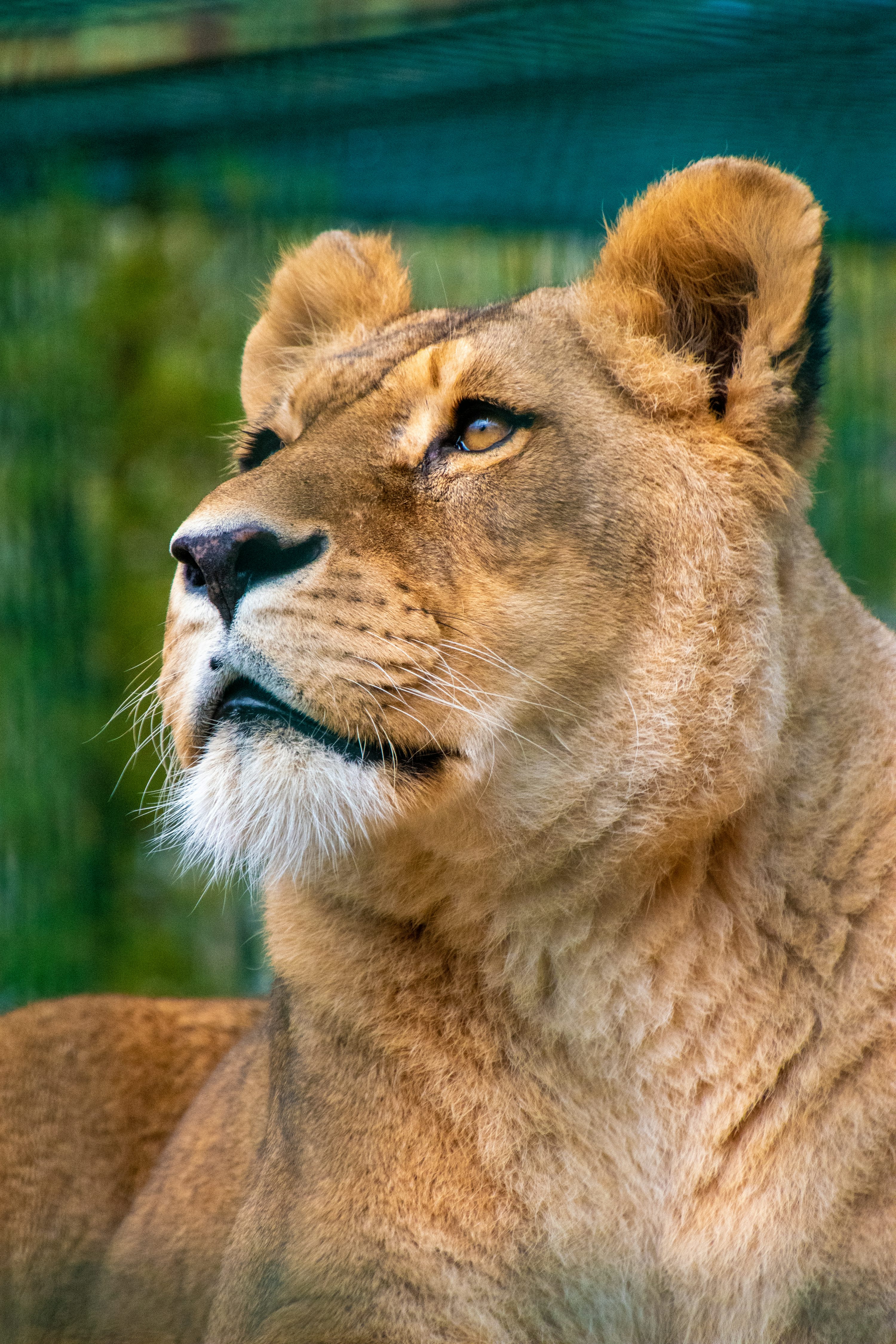A lion with a sad face photo