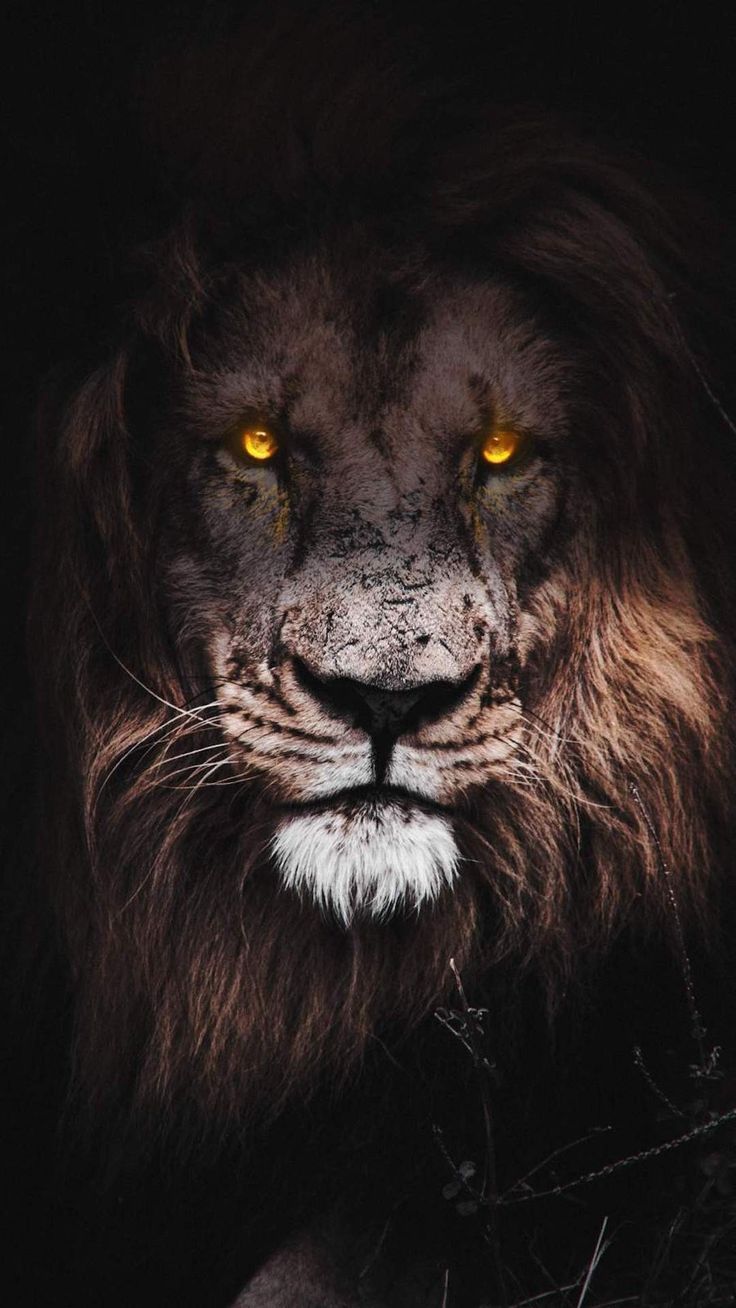 lion. Lion eyes, Lion wallpaper, Lion live wallpaper