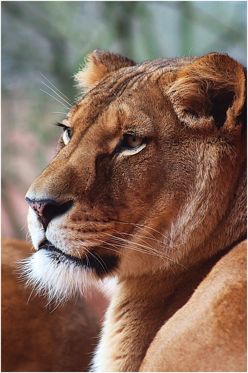Lion View Big Cat Close