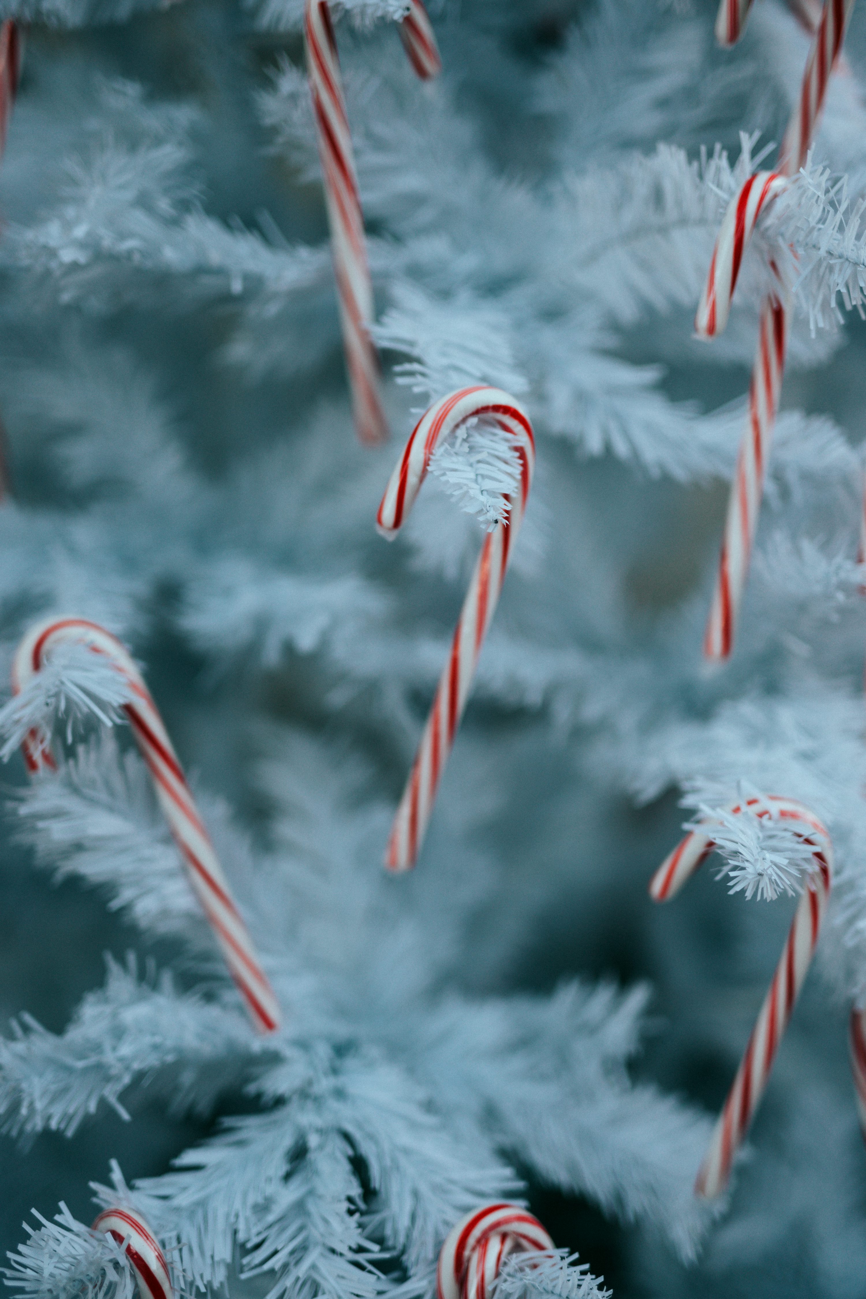 Candy Cane Picture. Download Free Image