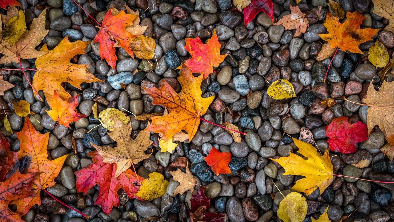 Download wallpaper 1366x768 leaves, stones, maple, wet, autumn tablet, laptop HD background