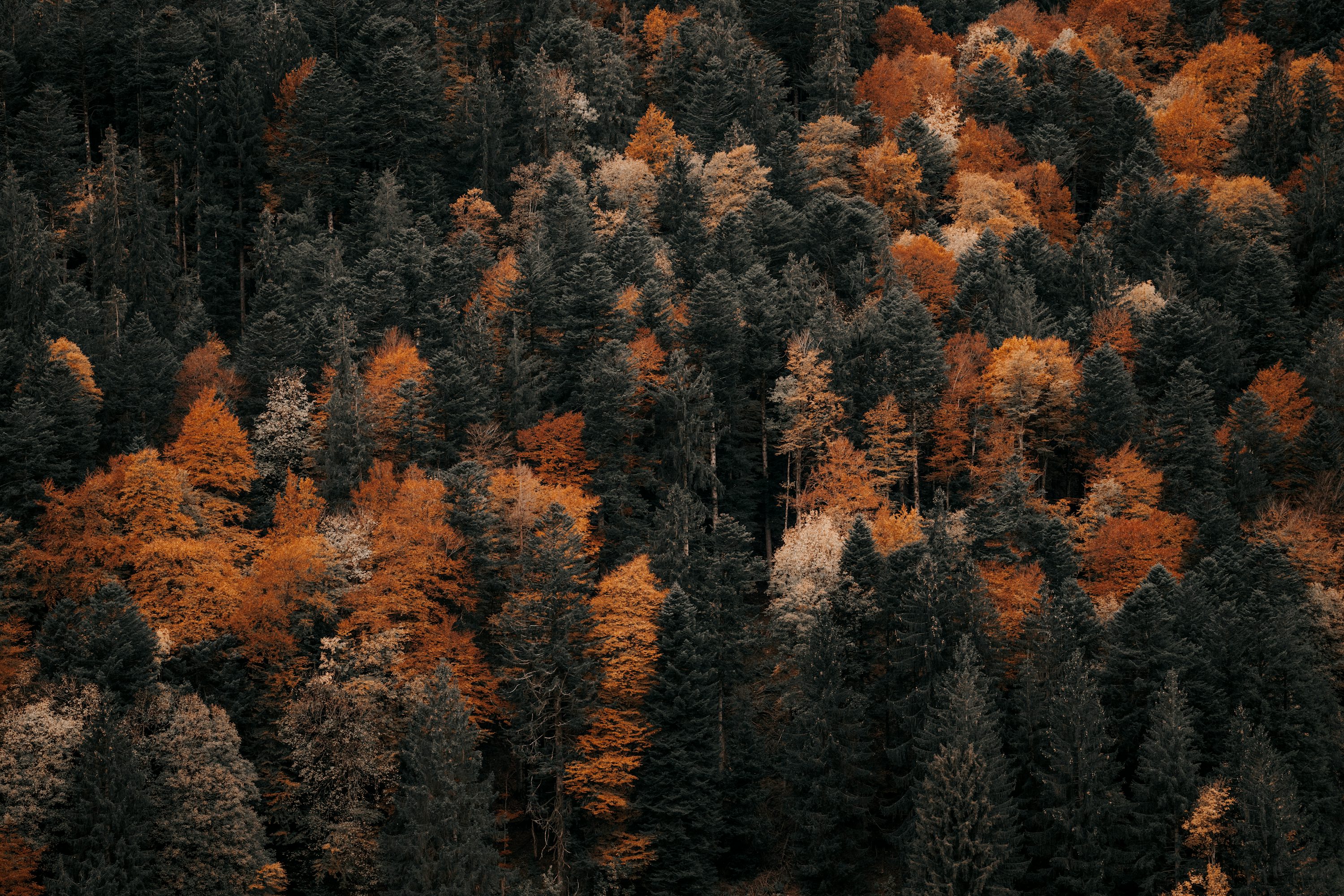 An aerial view of a forest with lots of trees photo