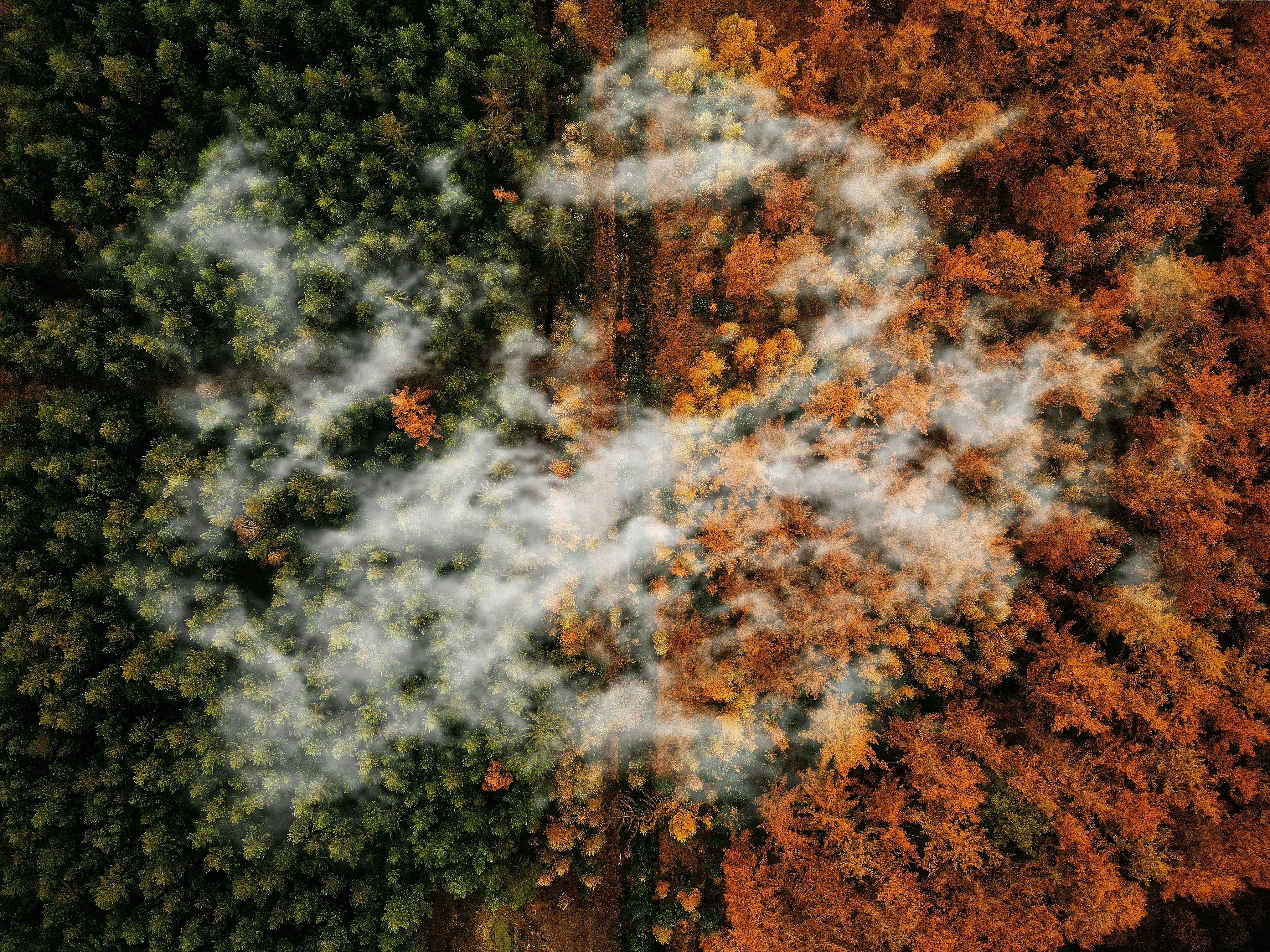 Aerial View of Trees during Autumn · Free
