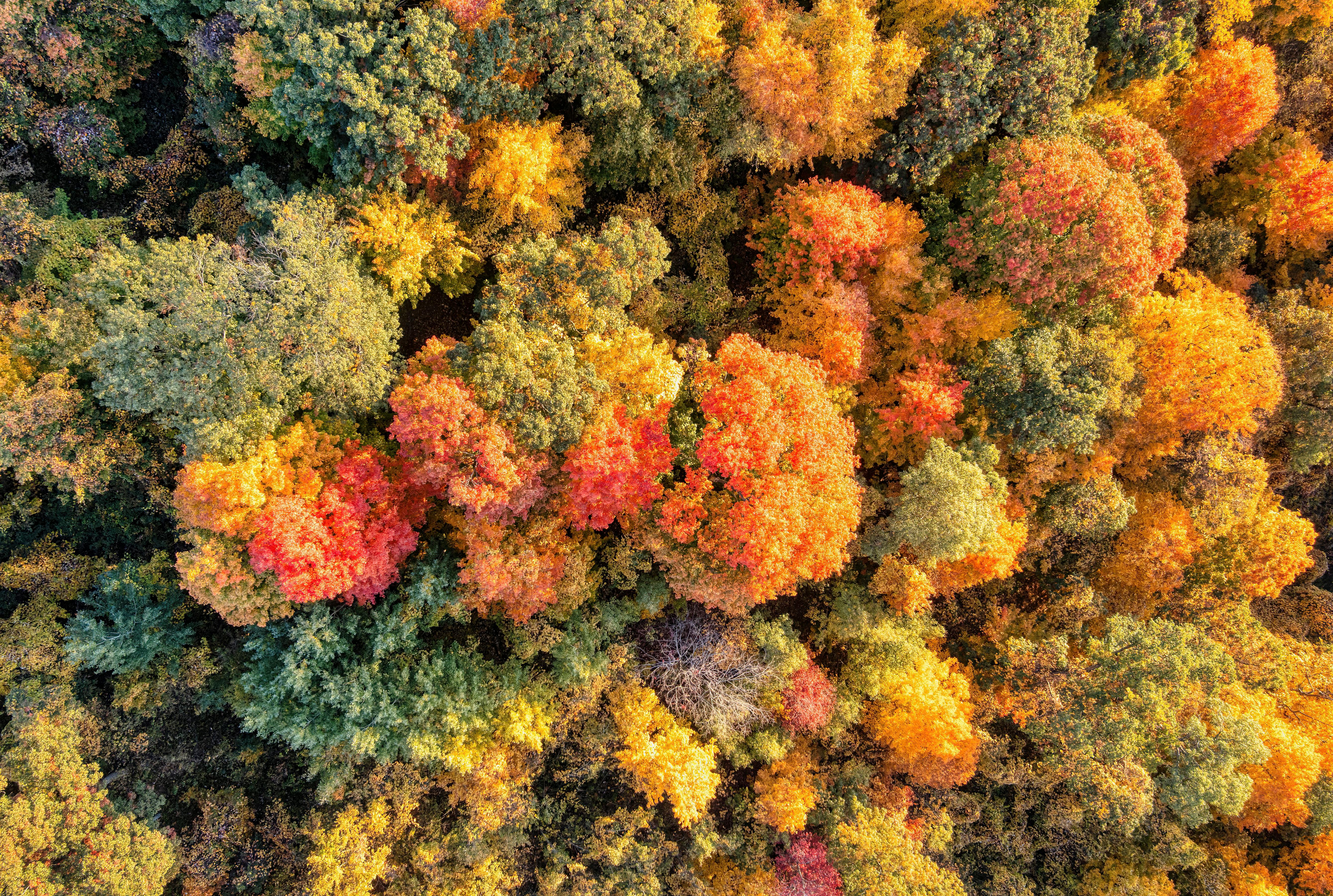 Top View of Autumn Trees · Free