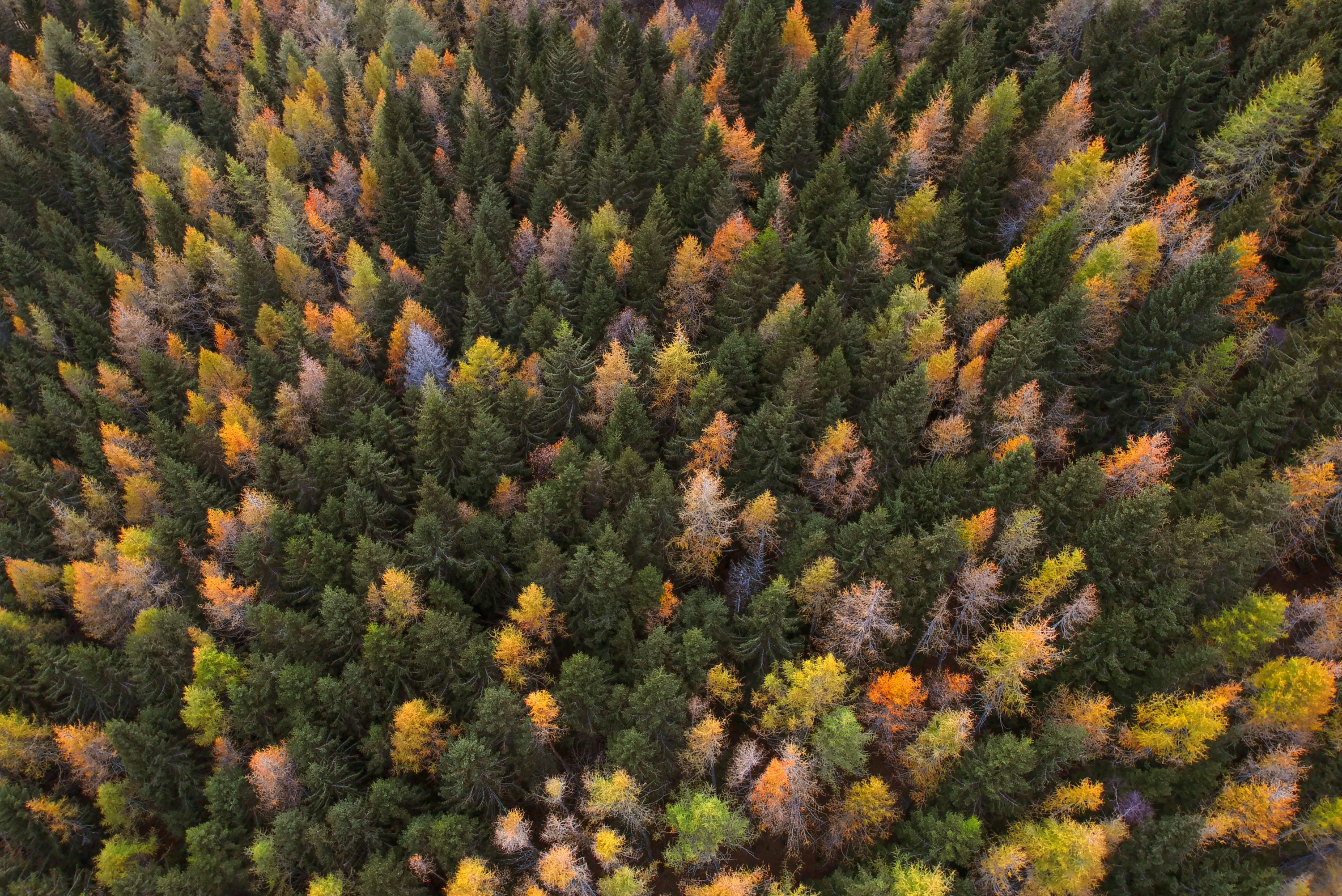 Aerial photo of trees photo