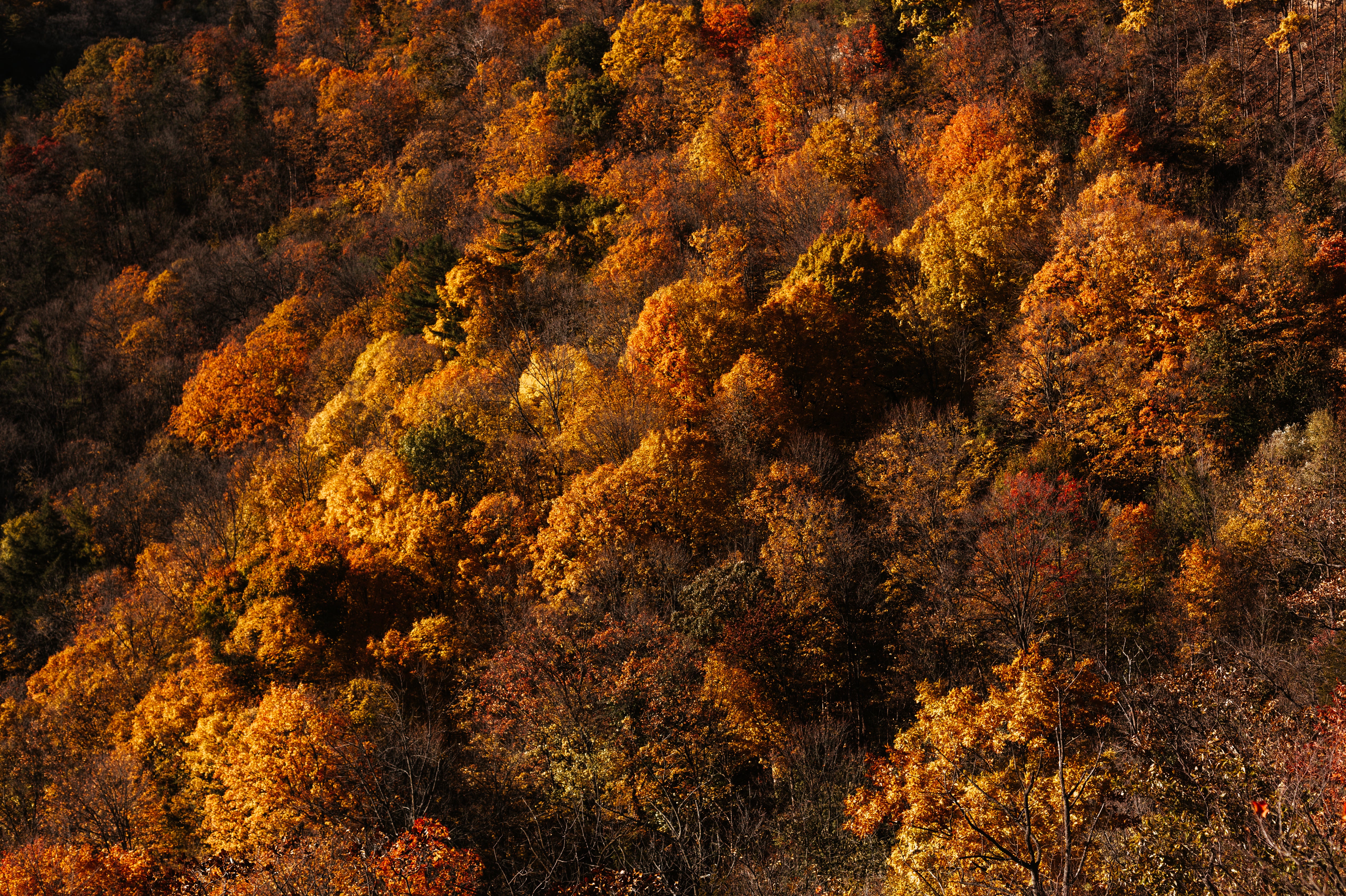Browse Free HD Image of Autumn Leaves Aerial Tree Tops