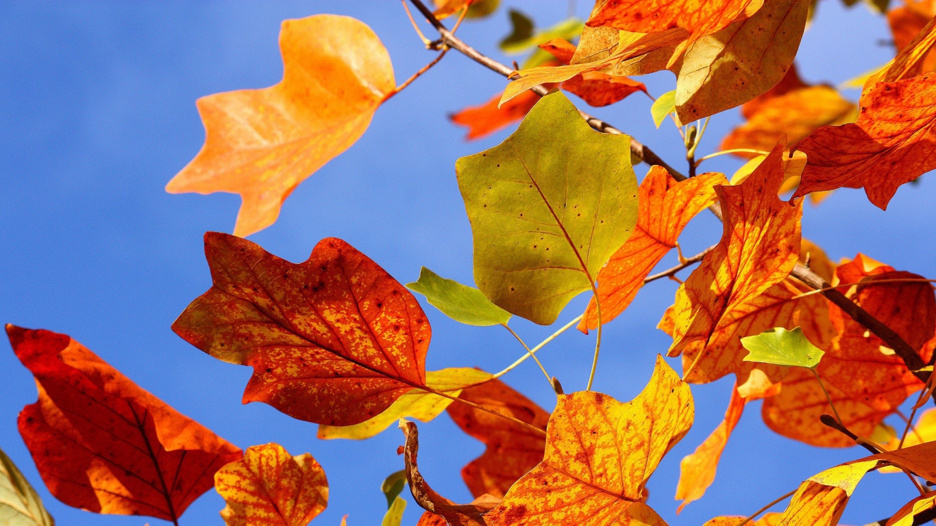 the autumn leaves in the wind HD Desktop wallpaper 1366x768