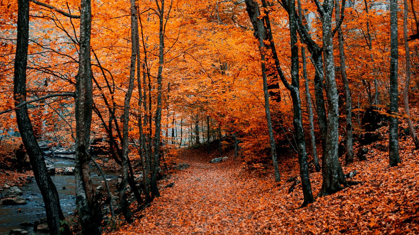 Download wallpaper 1366x768 autumn, path, foliage, forest, trees, autumn colors tablet, laptop HD background