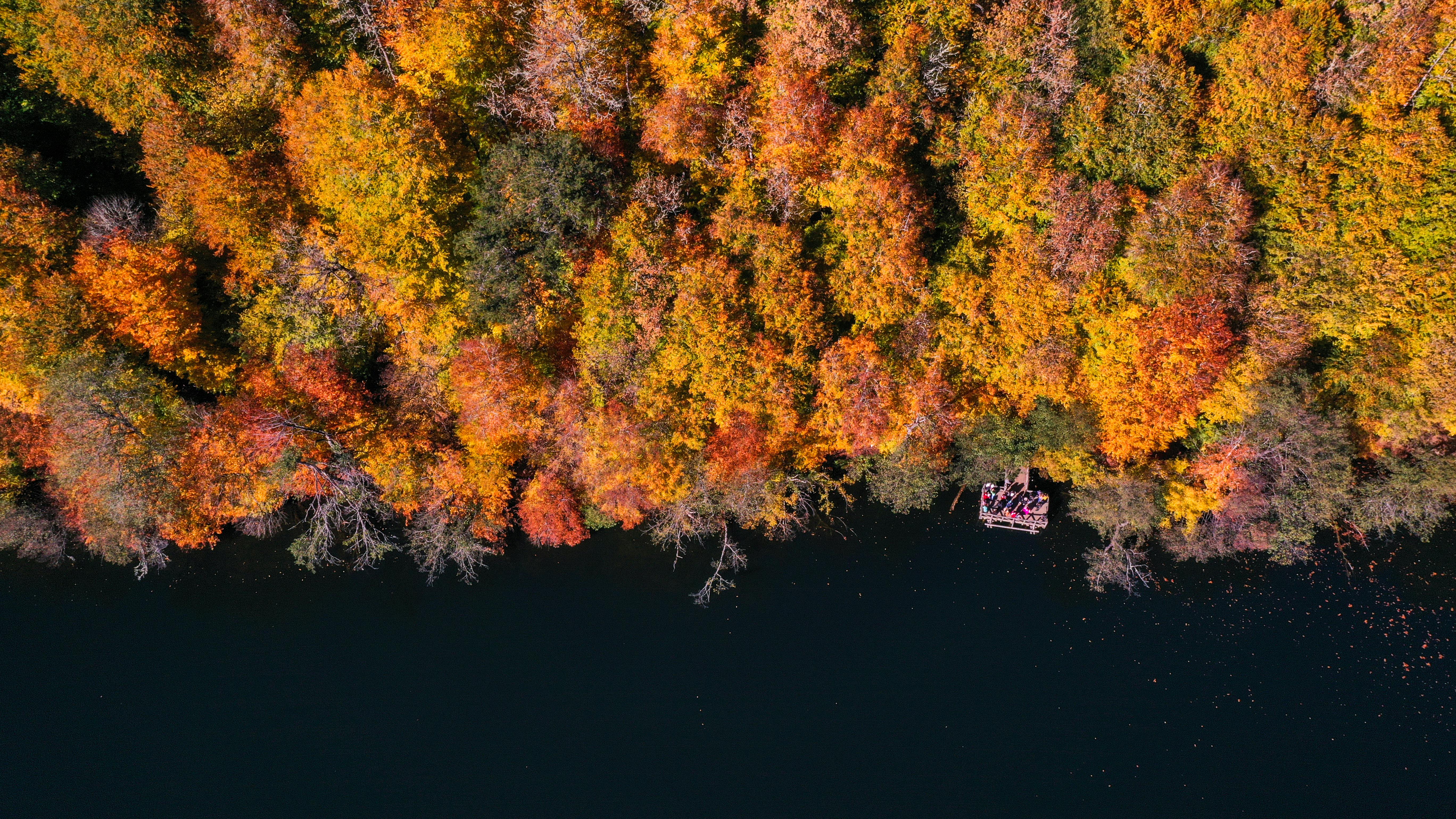 Aerial View of Autumn Forest on Lake Shore · Free