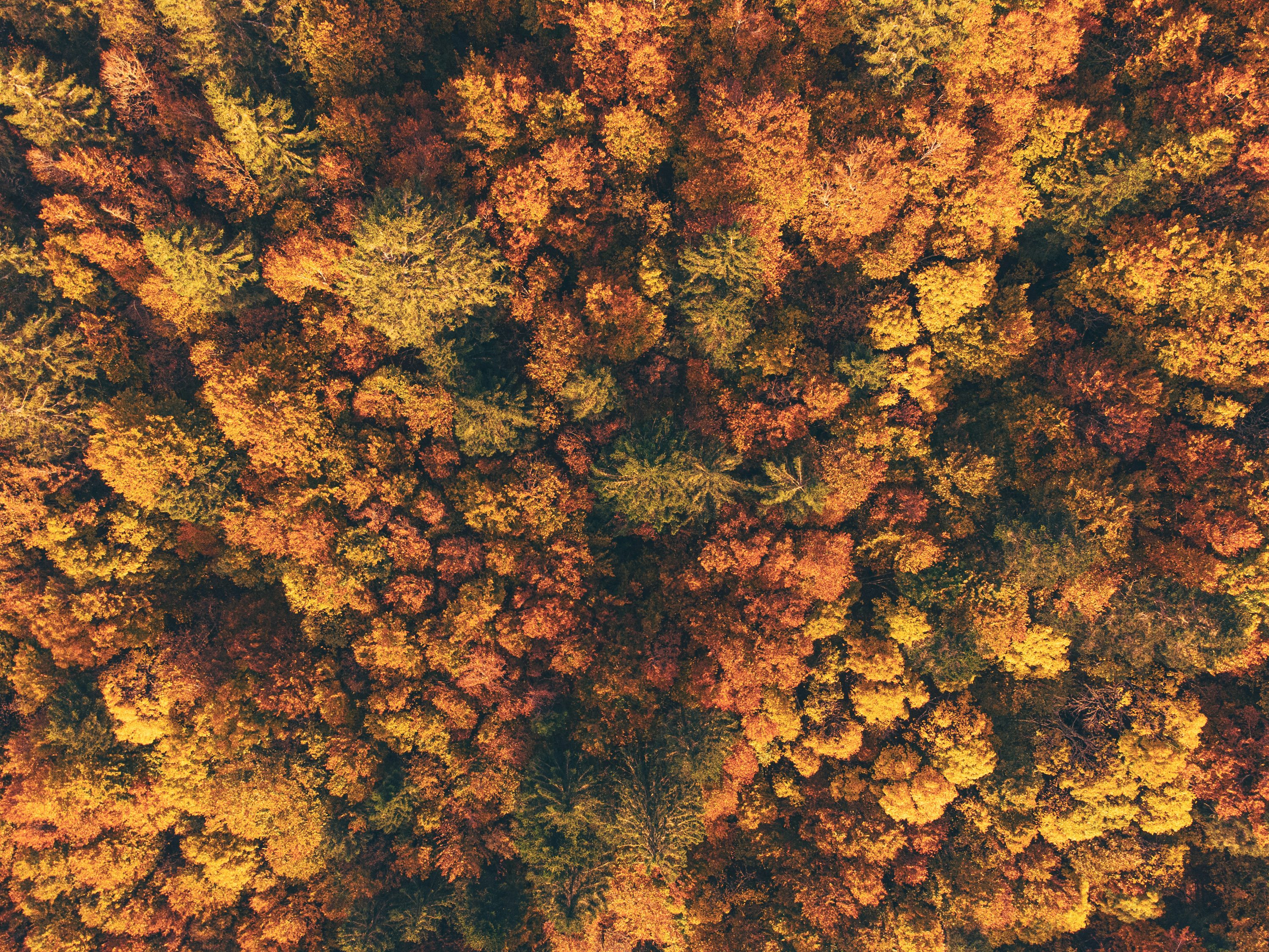 An overhead view of a forest with lots of trees photo