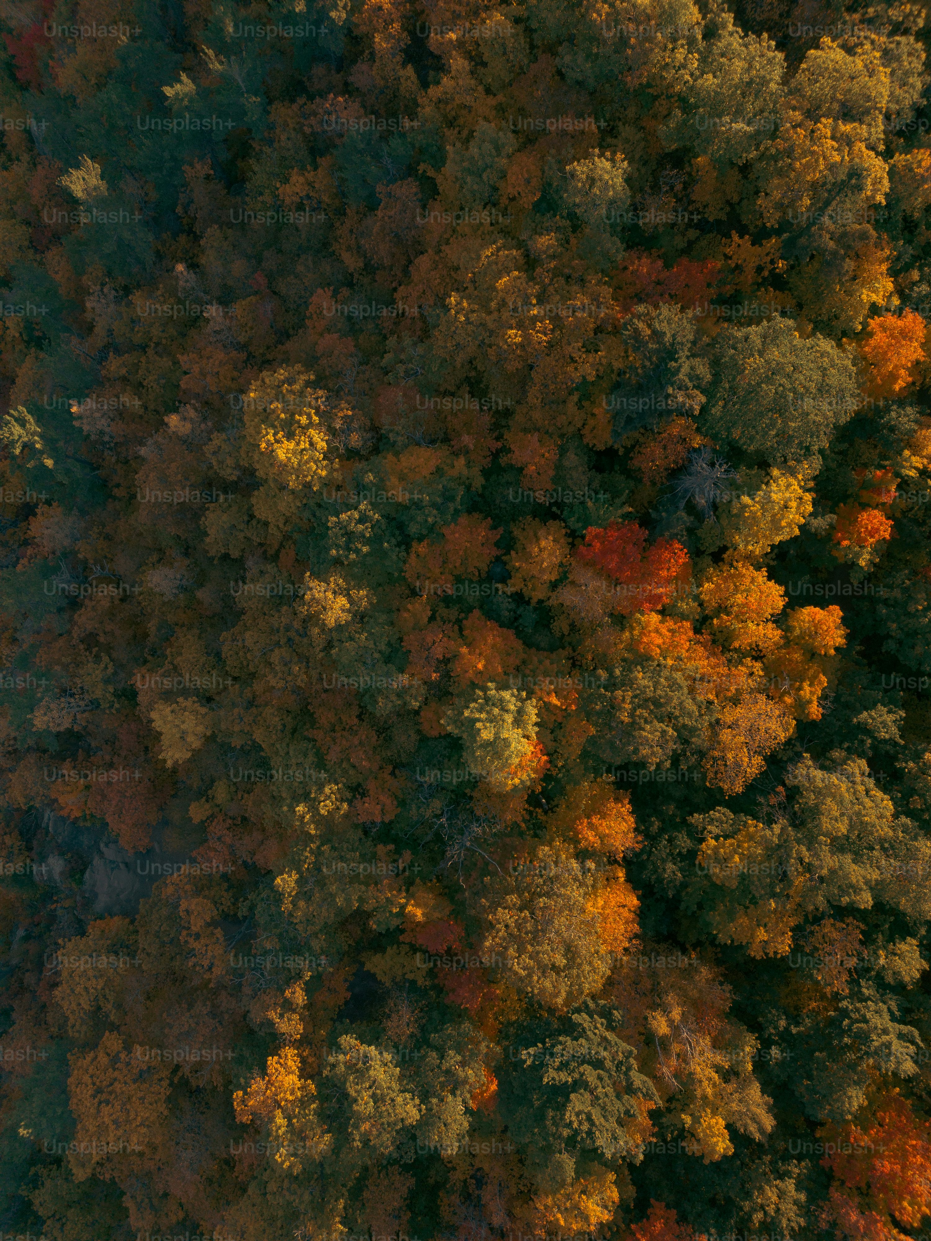 An aerial view of a forest with lots of trees photo