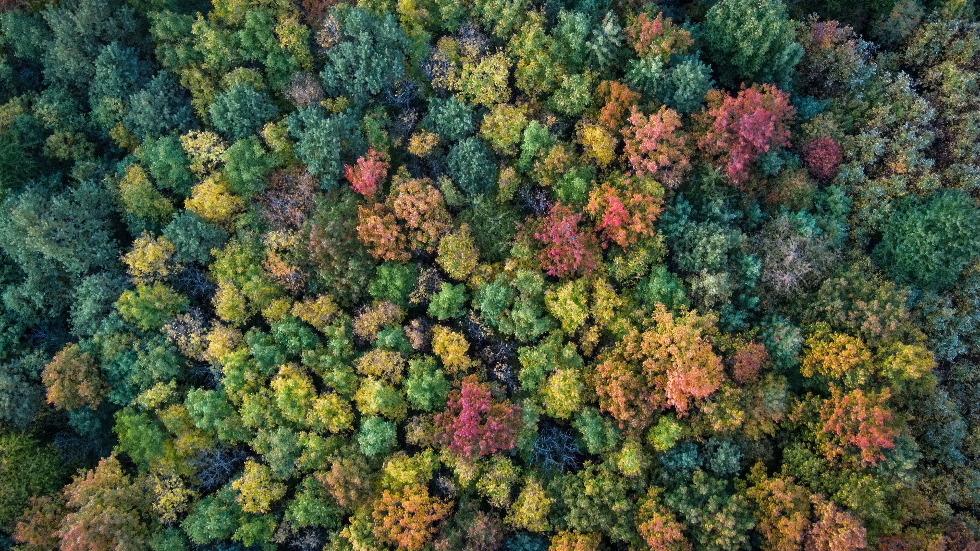 Forest Autumn Trees Colorful Aerial View 4K HD Nature Wallpaper
