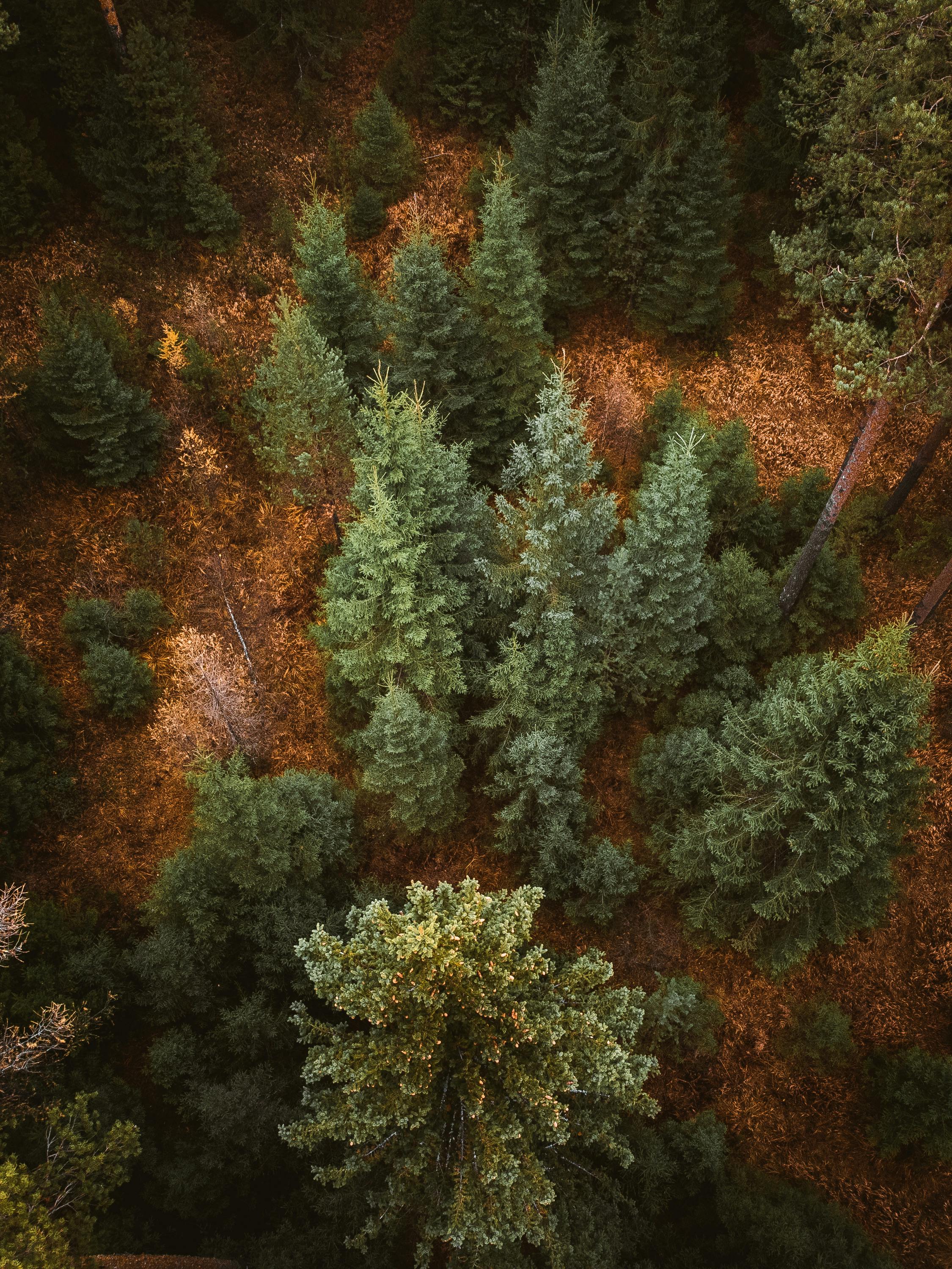 Aerial View of Autumn Forest · Free