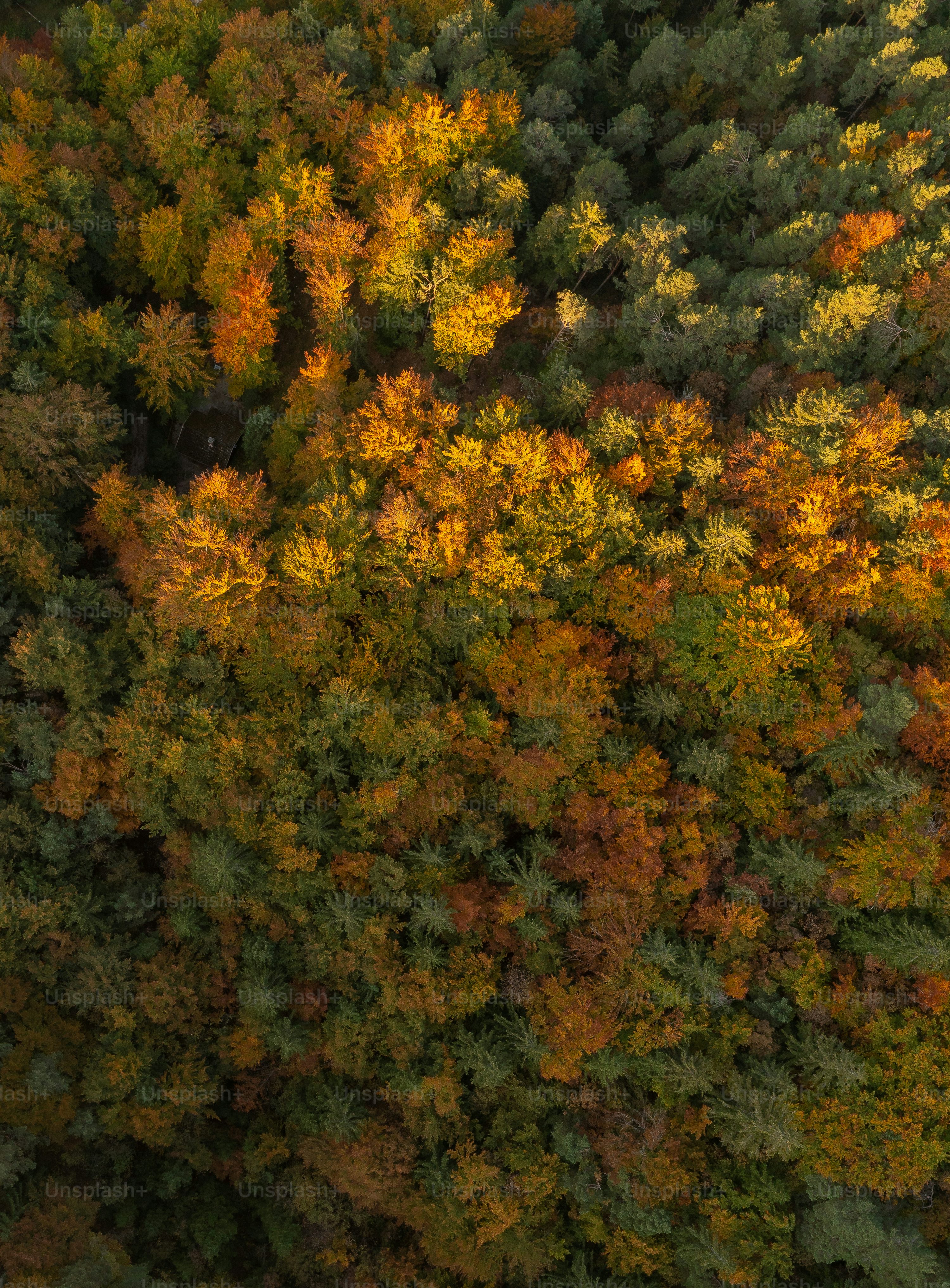 An aerial view of a forest with lots of trees photo